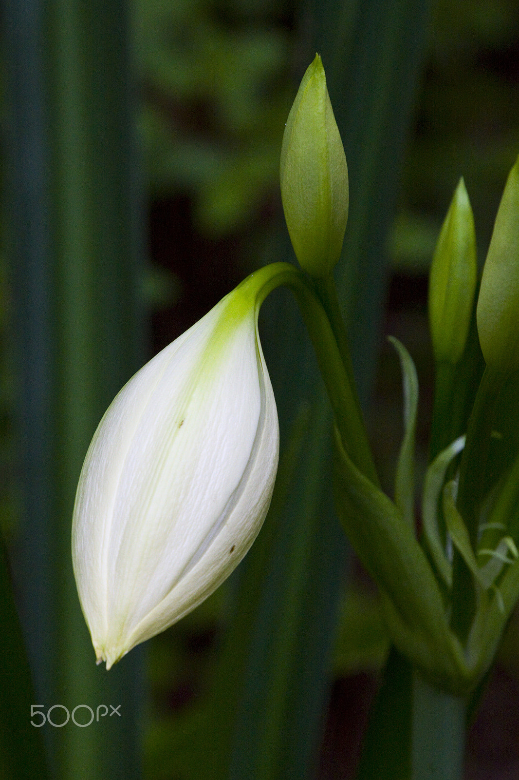 Canon EOS 50D sample photo. The bud photography