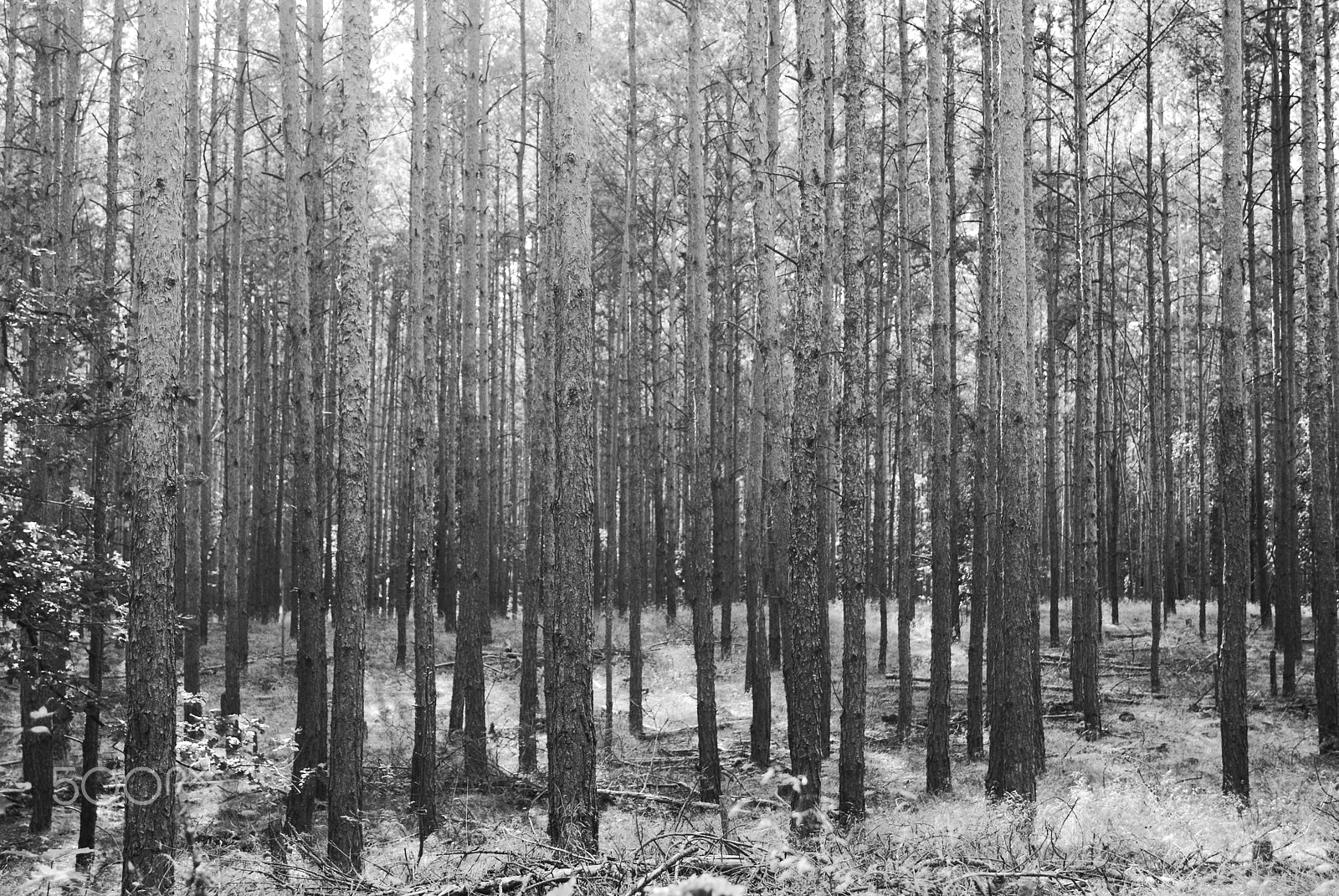 Sony Alpha DSLR-A230 sample photo. In the woods photography