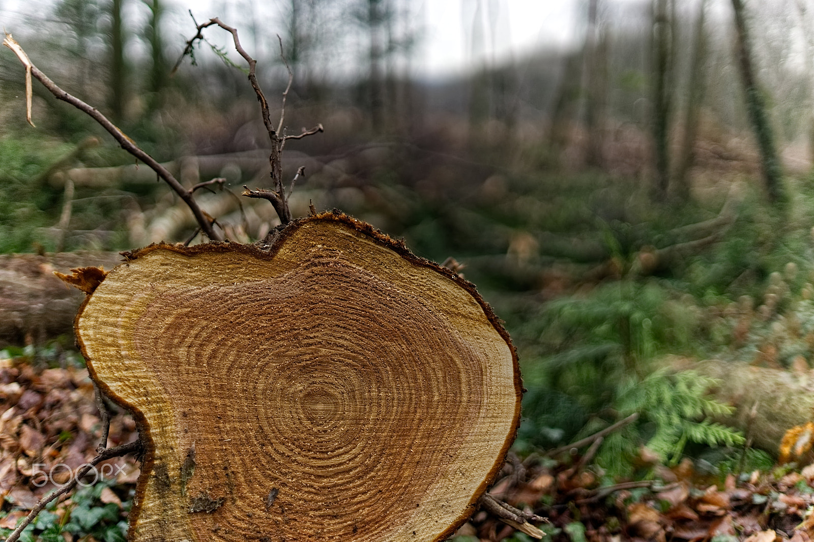 Sony a99 II + Sony 50mm F1.4 sample photo. Concentric photography