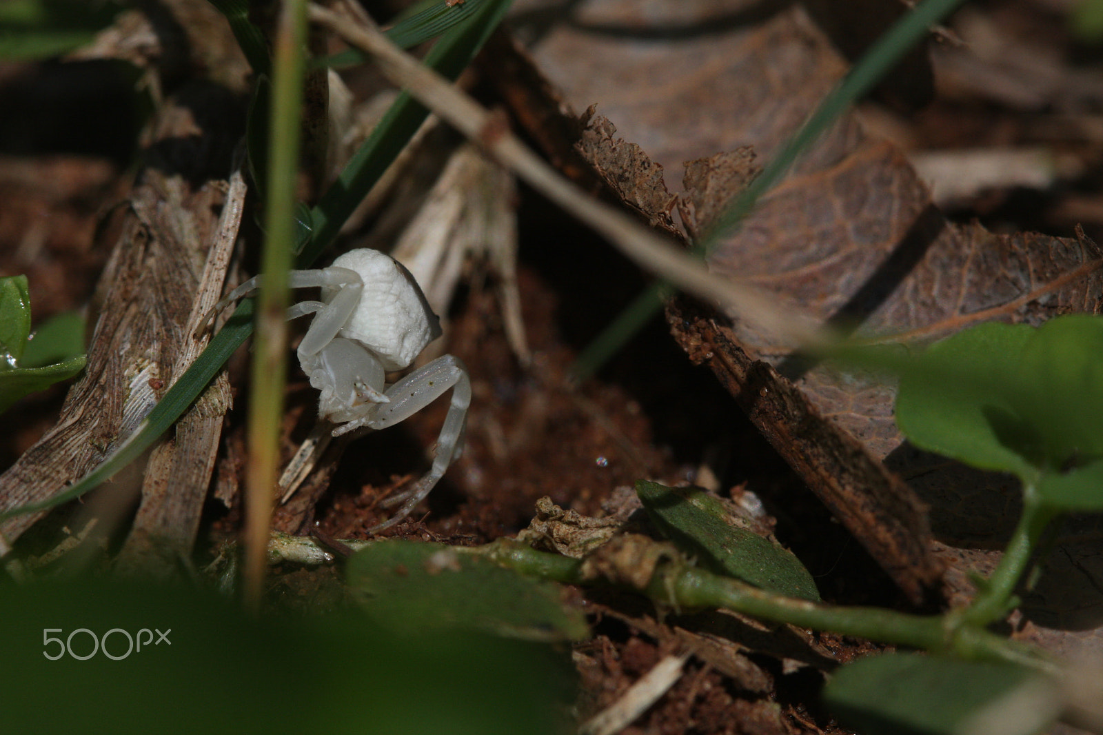 Canon EOS 40D sample photo. White crab spider photography