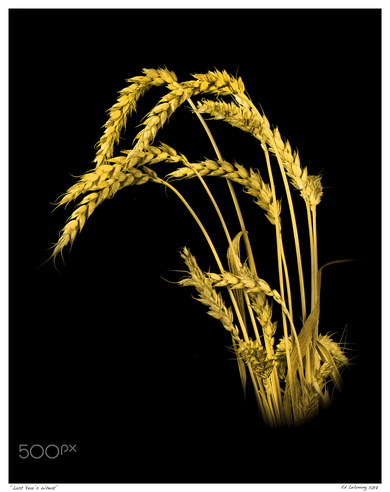 Nikon D800 sample photo. Last year's wheat photography