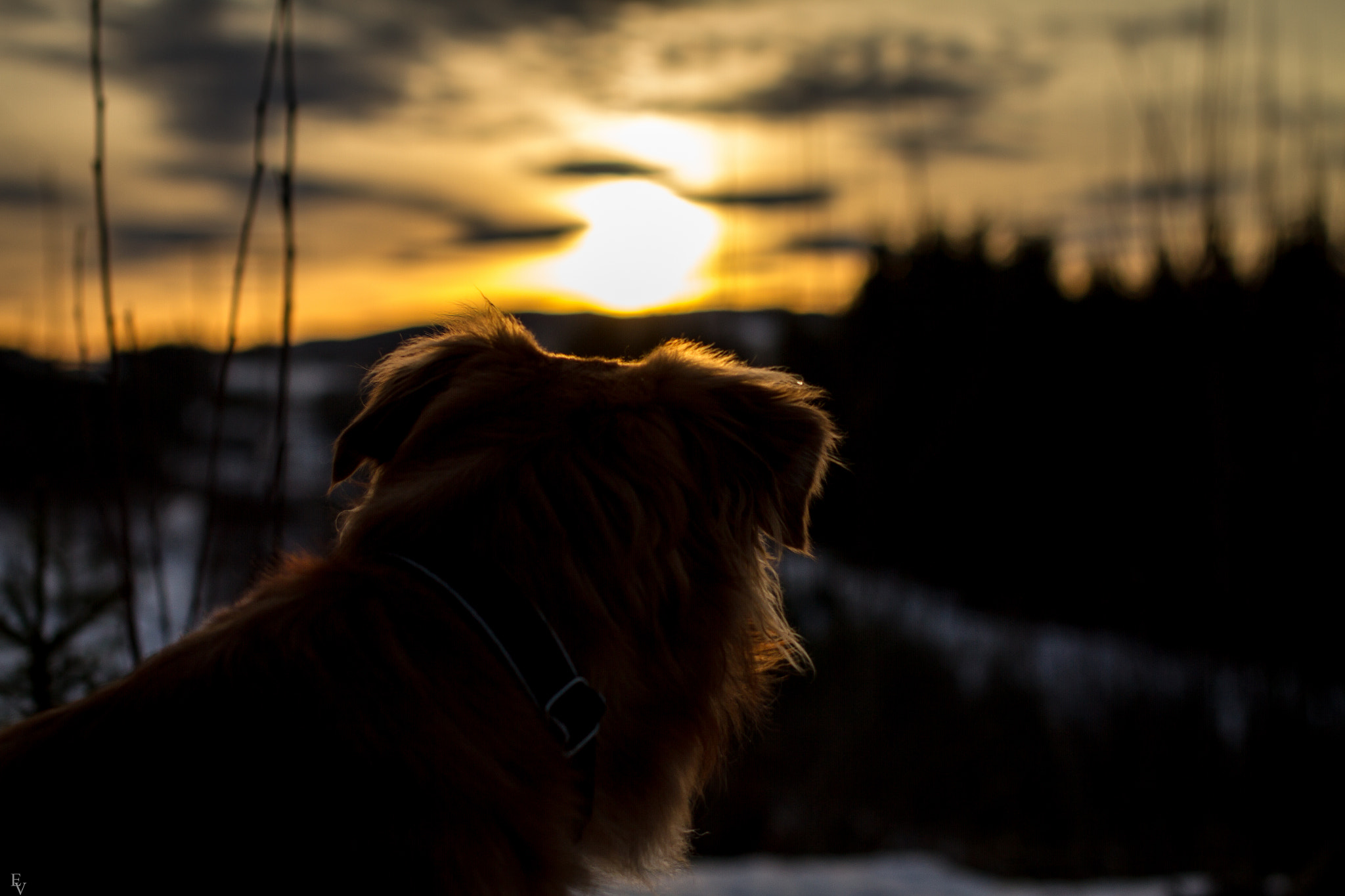 Sigma 50mm F1.4 EX DG HSM sample photo. Ludvig photography
