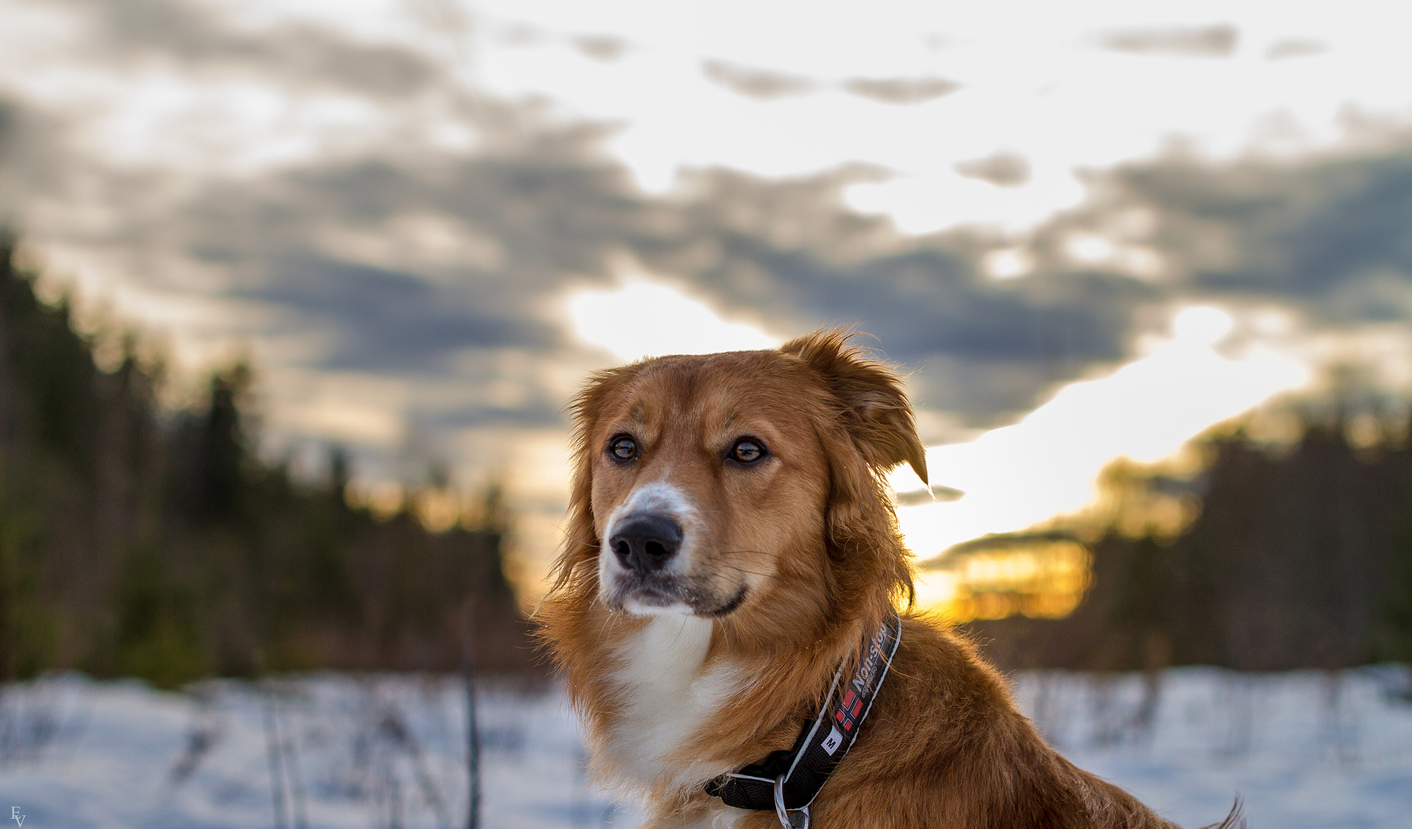 Sigma 50mm F1.4 EX DG HSM sample photo. Ludvig sunset photography