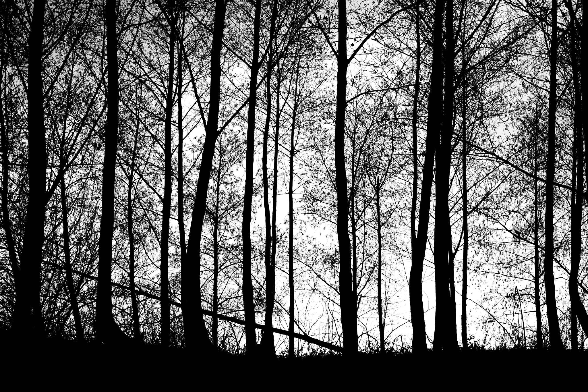 Olympus SZ-17 sample photo. Untitled photography
