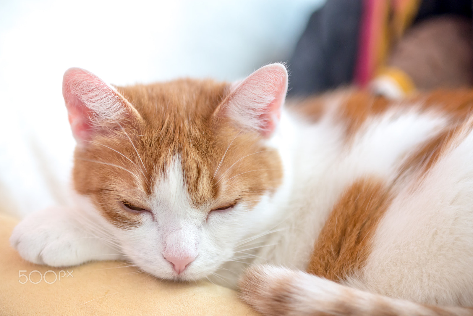 Nikon D610 sample photo. Ginger cat try to sleep photography