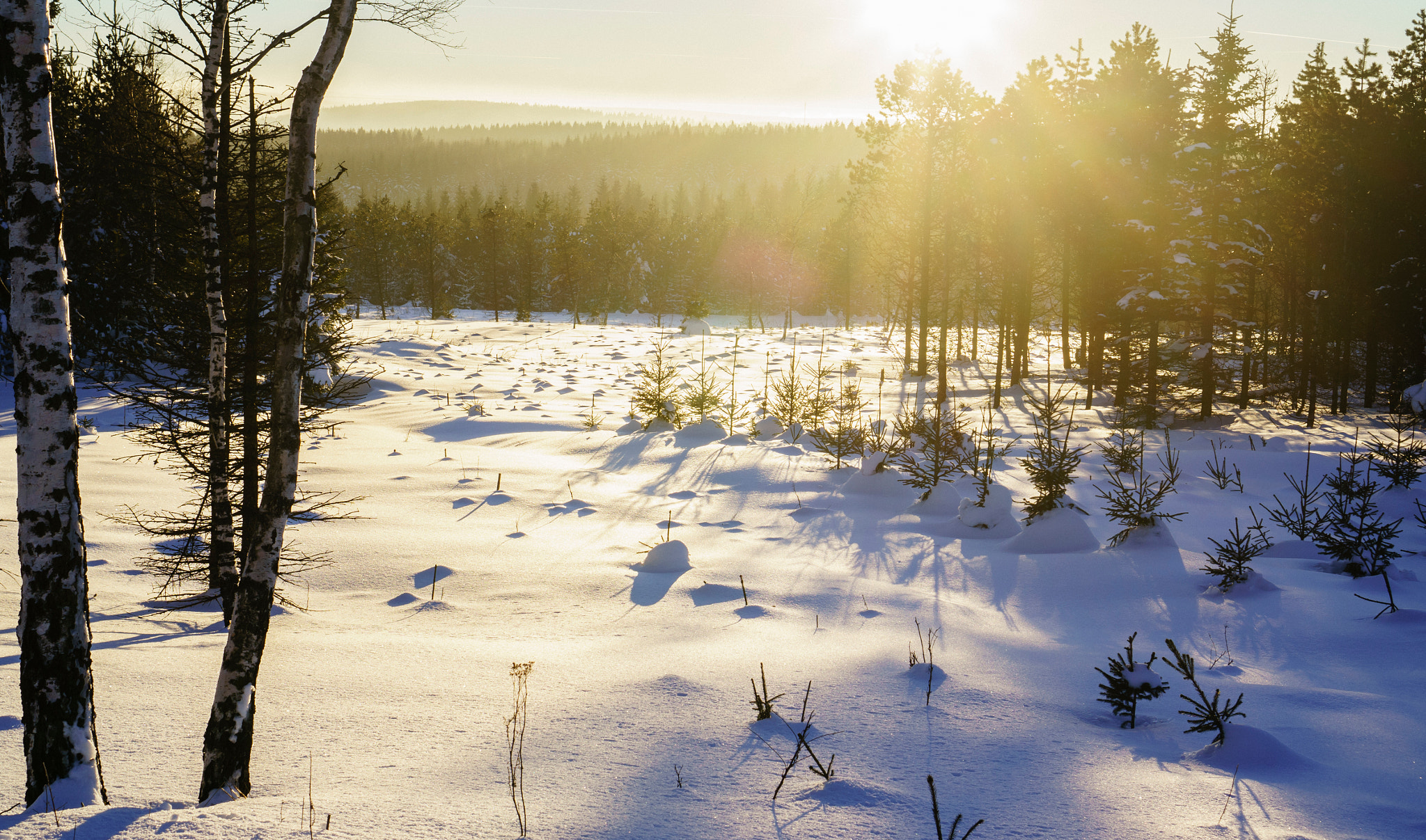 Sony Alpha NEX-6 + Sony E 35mm F1.8 OSS sample photo. Along a winter path. photography