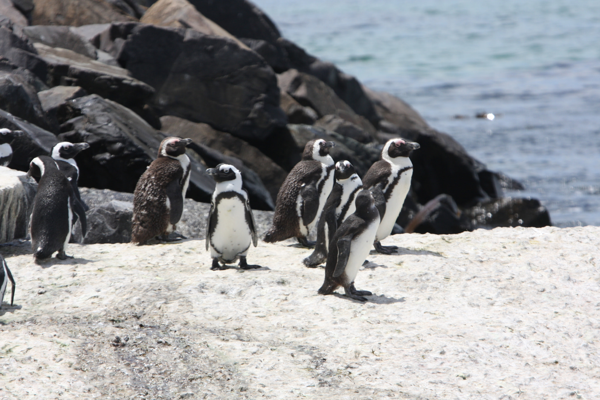 Canon EOS 40D sample photo. Seaforth colony of jackass penguins photography