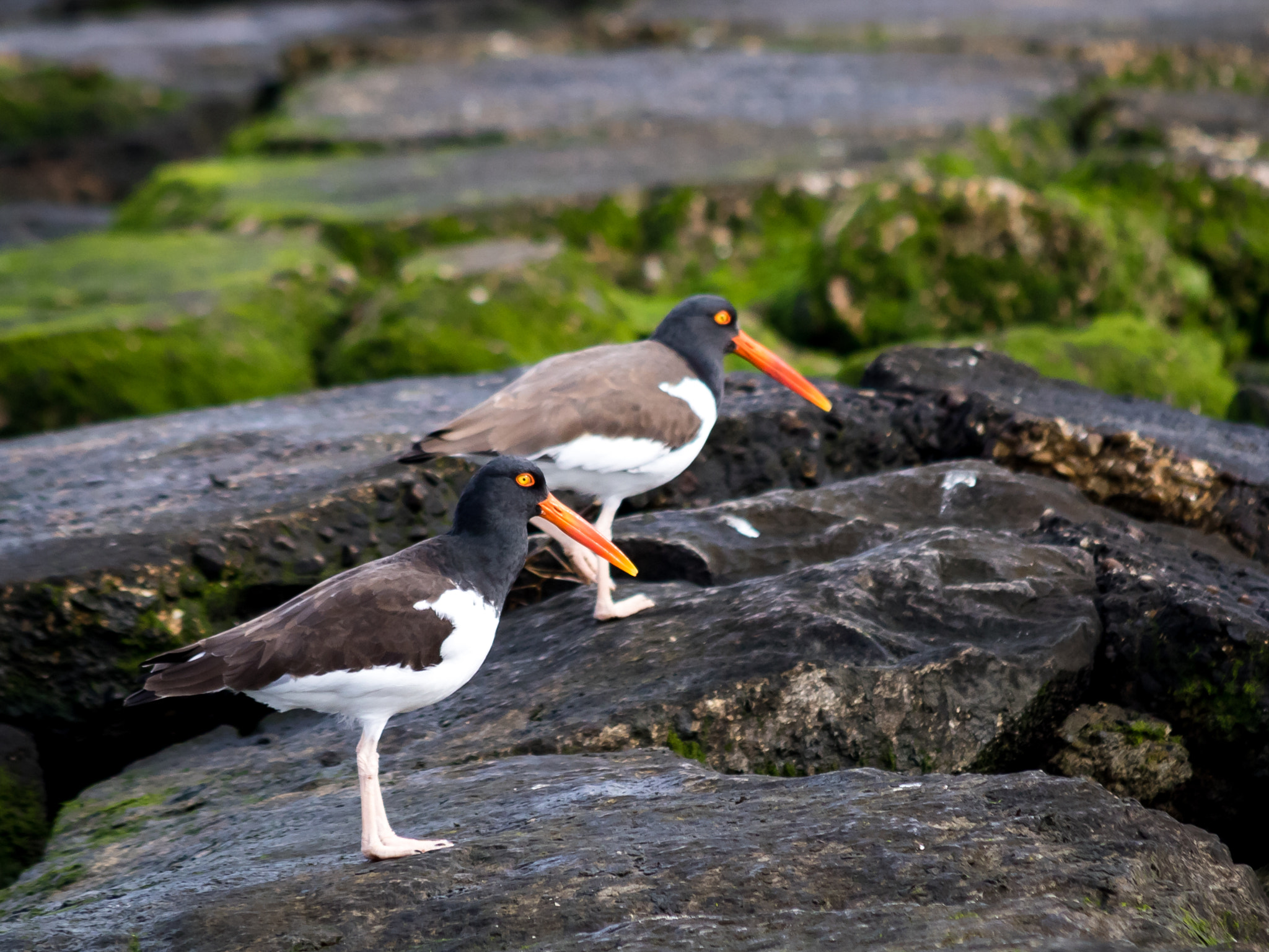 Canon EF 70-300mm F4-5.6 IS USM sample photo. Fort fisher oystercatcher 2 photography