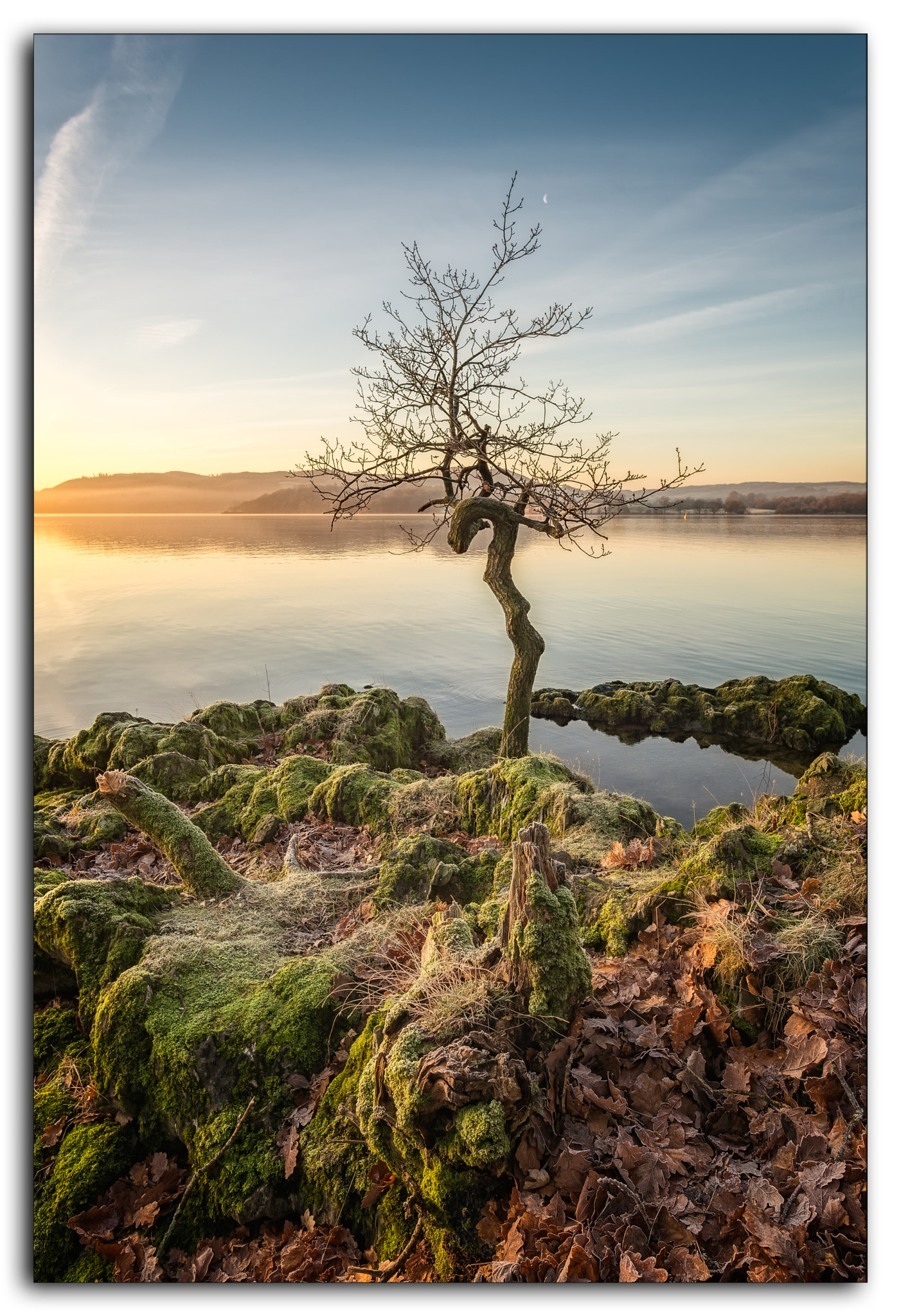 Nikon D610 + Nikon AF-S Nikkor 20mm F1.8G ED sample photo. Windermere crooked tree photography