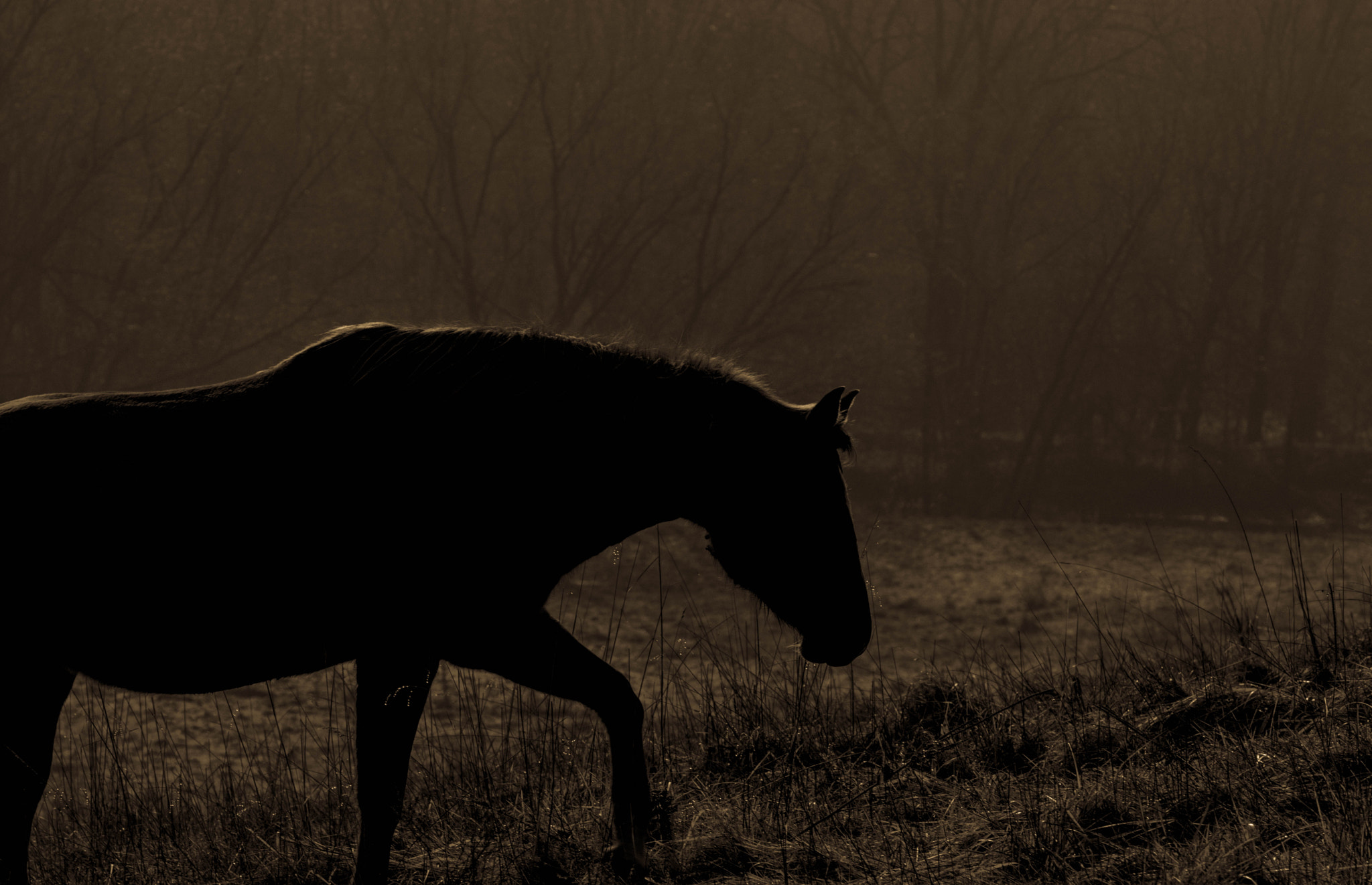 Nikon D7200 sample photo. Horse in field photography