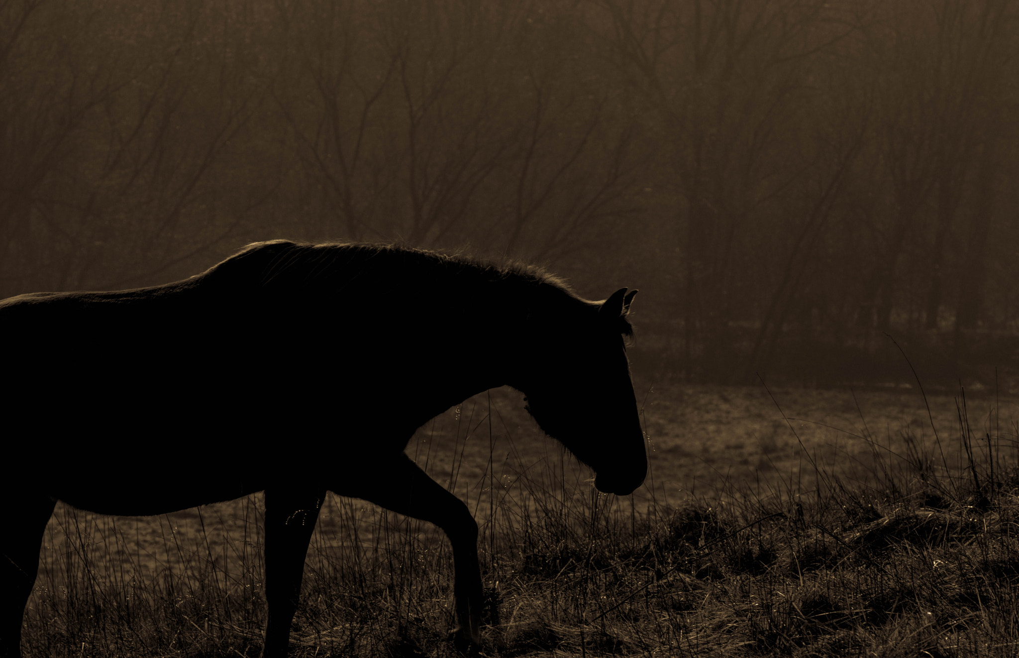 Nikon AF-Nikkor 80-200mm F2.8D ED sample photo. Horse in field photography