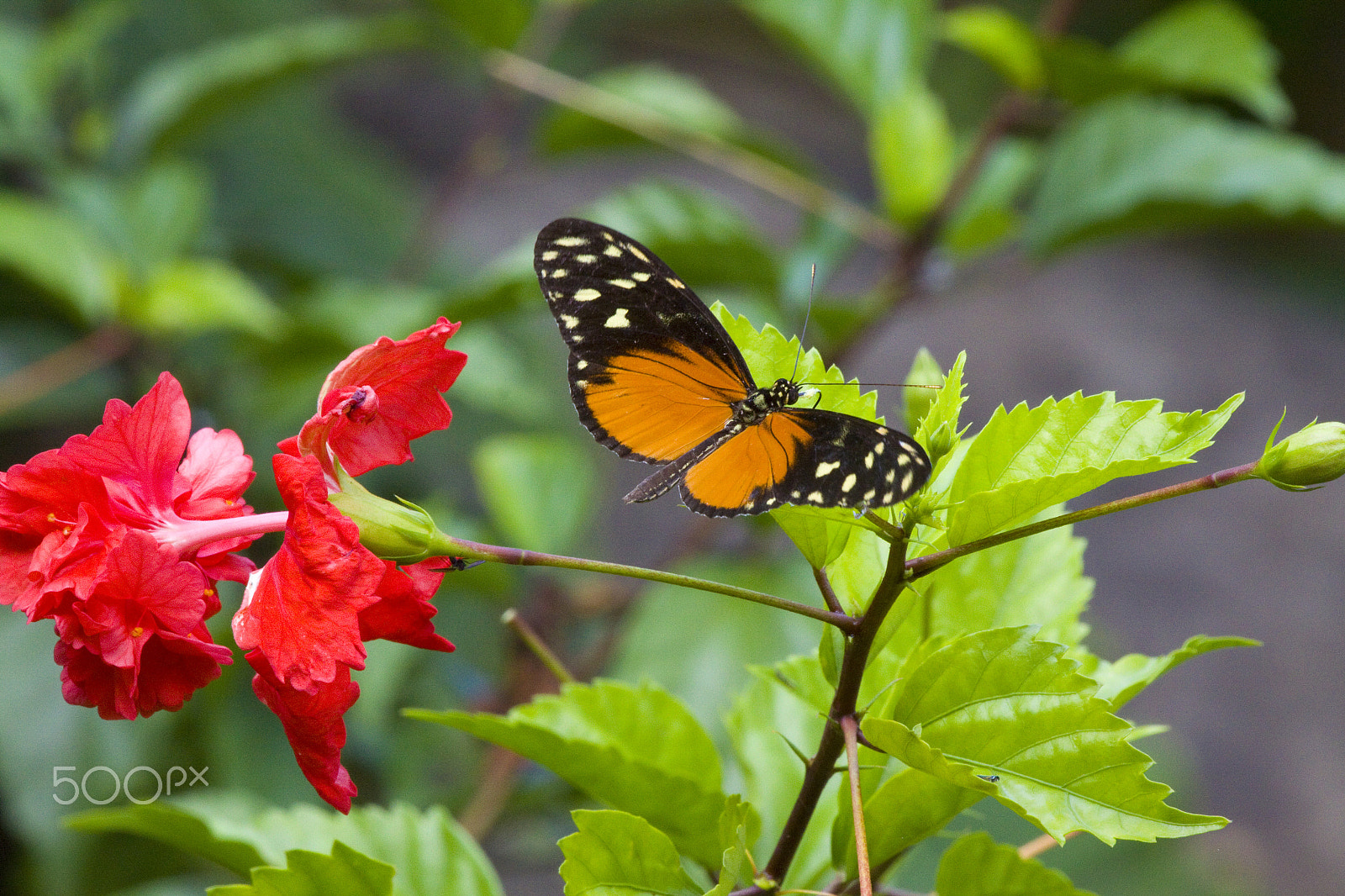 Canon EF 100-400mm F4.5-5.6L IS USM sample photo. Floating on air photography