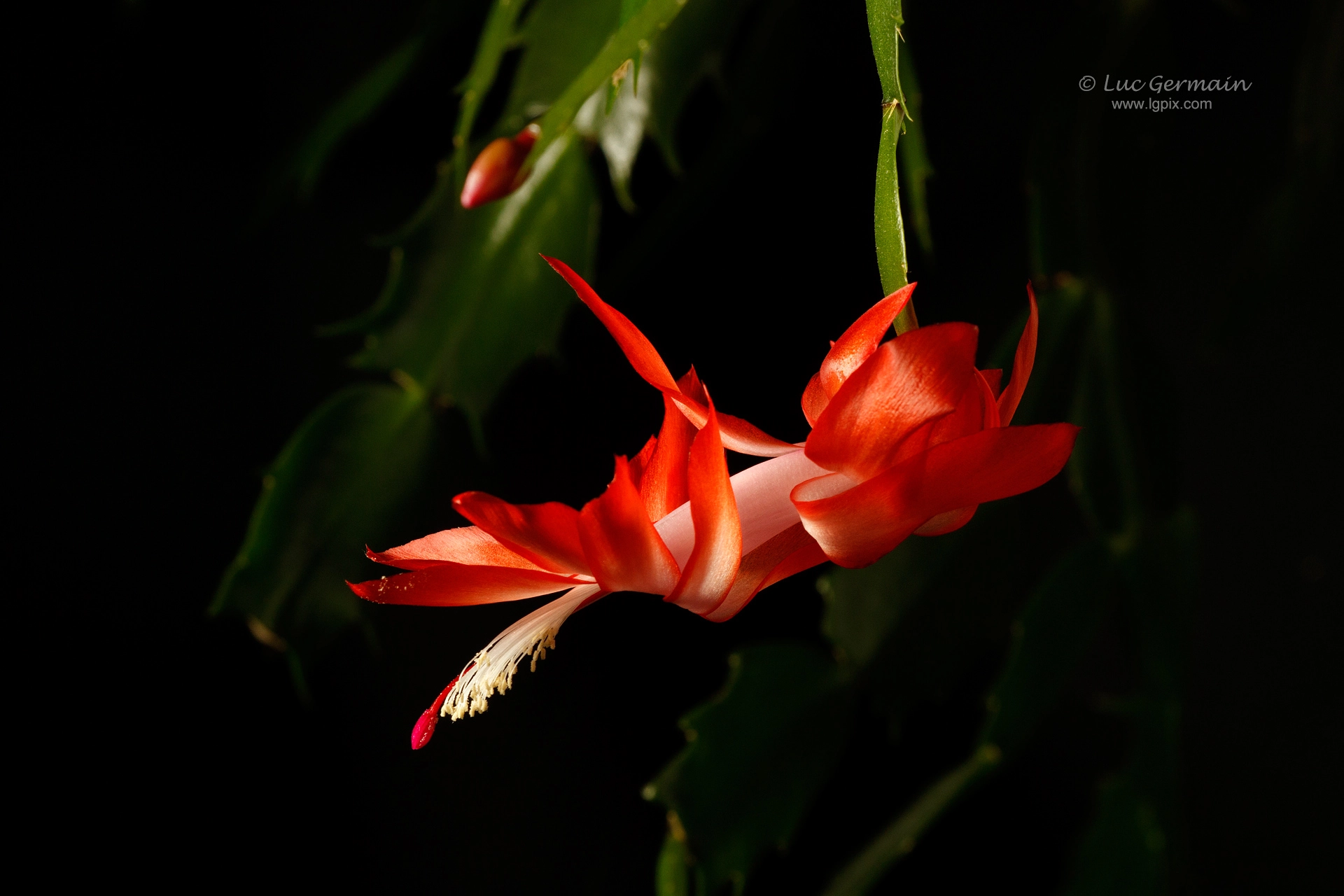 Canon EOS 7D sample photo. A cactus flower photography