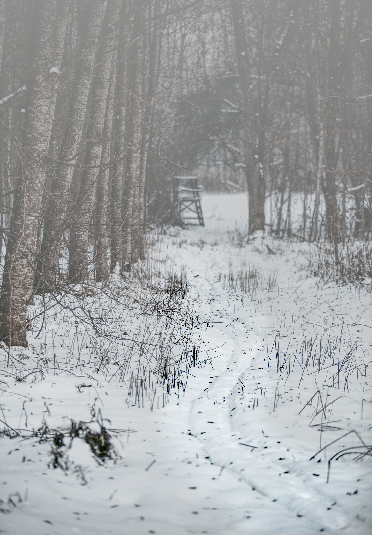 Canon EOS 6D + Canon EF 80-200mm f/2.8L sample photo. Foggy path photography