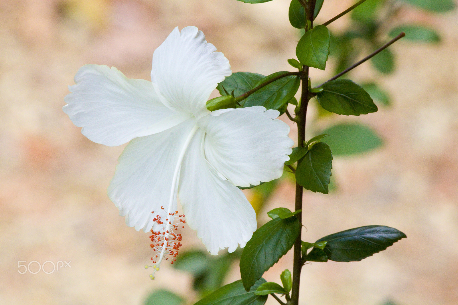 Canon EF 100-400mm F4.5-5.6L IS USM sample photo. Pure and simple photography