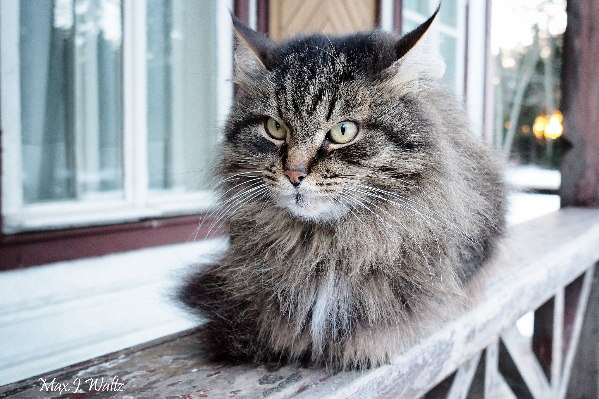 Olympus OM-D E-M10 sample photo. Cat photography