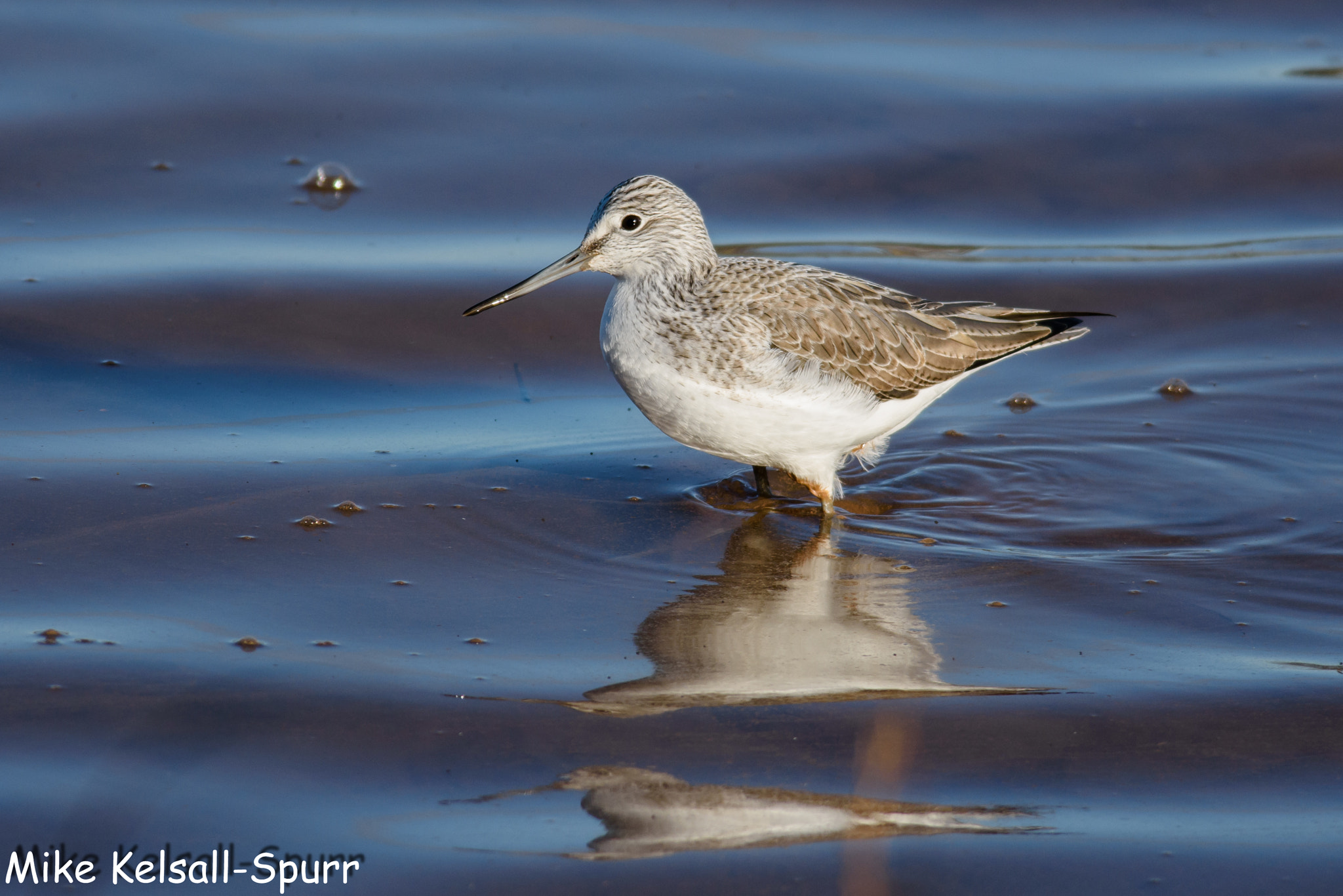 Nikon D7200 + Nikon AF-S Nikkor 300mm F4D ED-IF sample photo. Greenshank photography