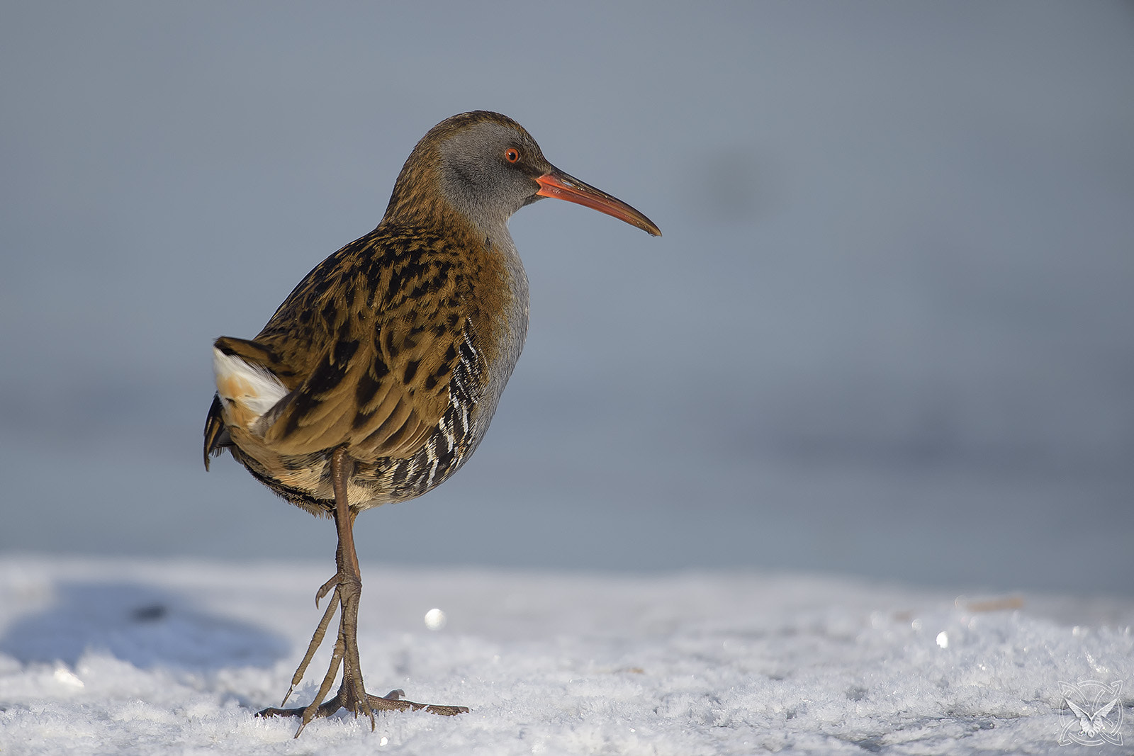 Nikon D4S + Nikon AF-S Nikkor 600mm F4G ED VR sample photo. Rallus aquaticus - porciglione eurasiatico - râle d'eau photography