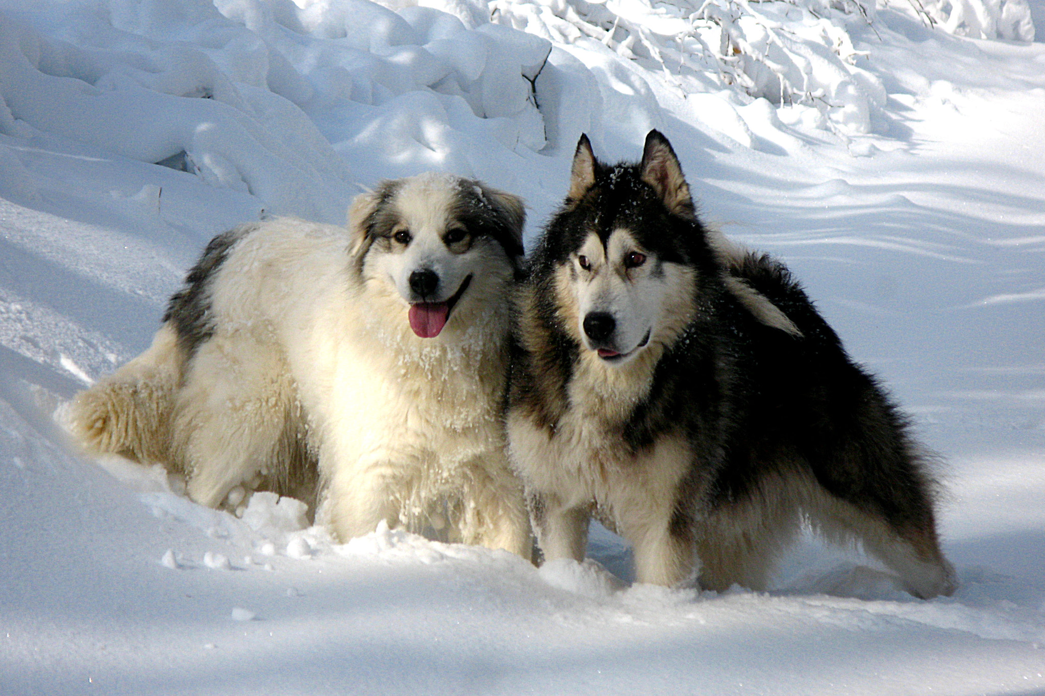 Canon POWERSHOT G7 sample photo. Tornjak and alaskan malamute photography