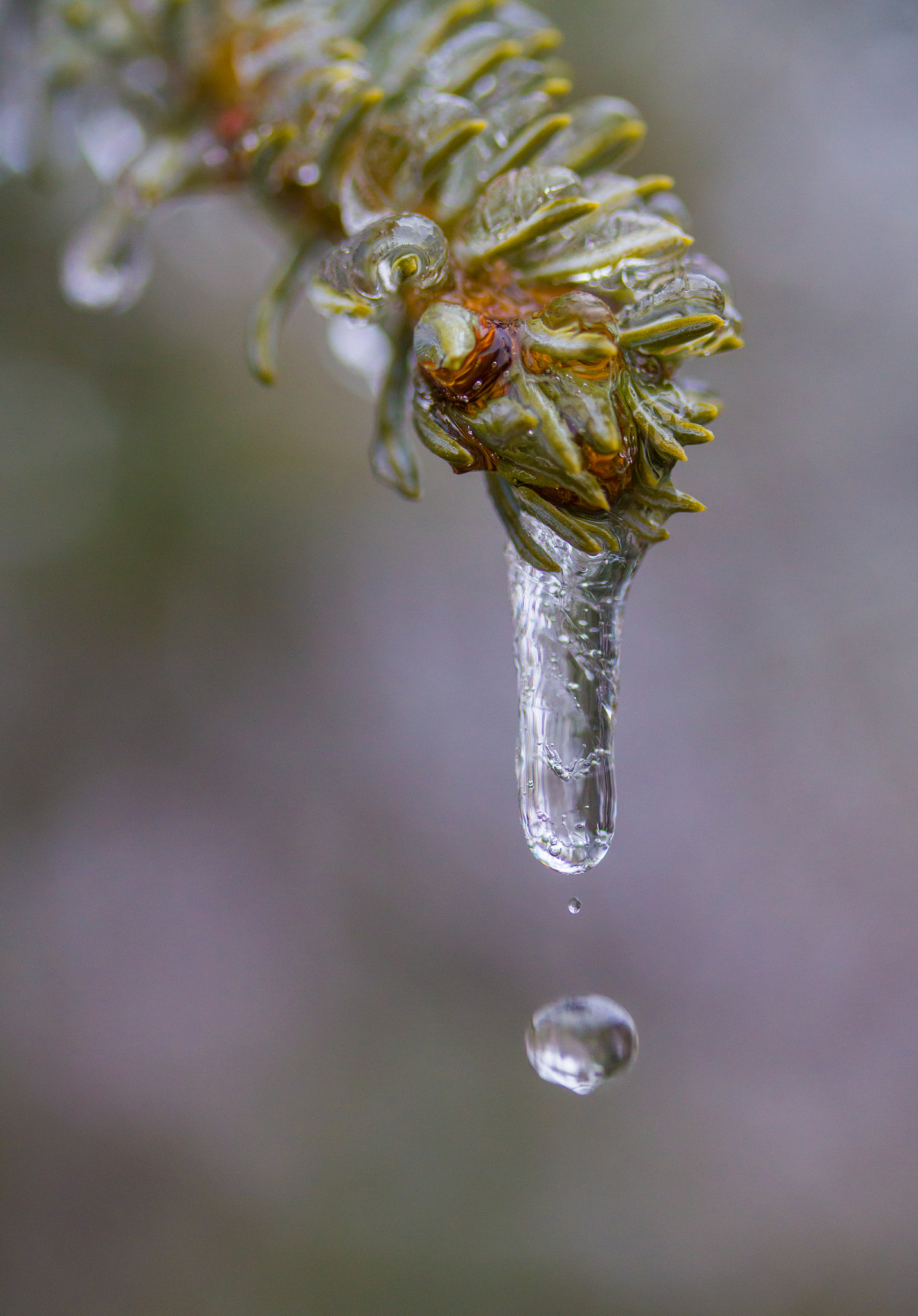 Canon EOS 550D (EOS Rebel T2i / EOS Kiss X4) sample photo. Dripping ice photography