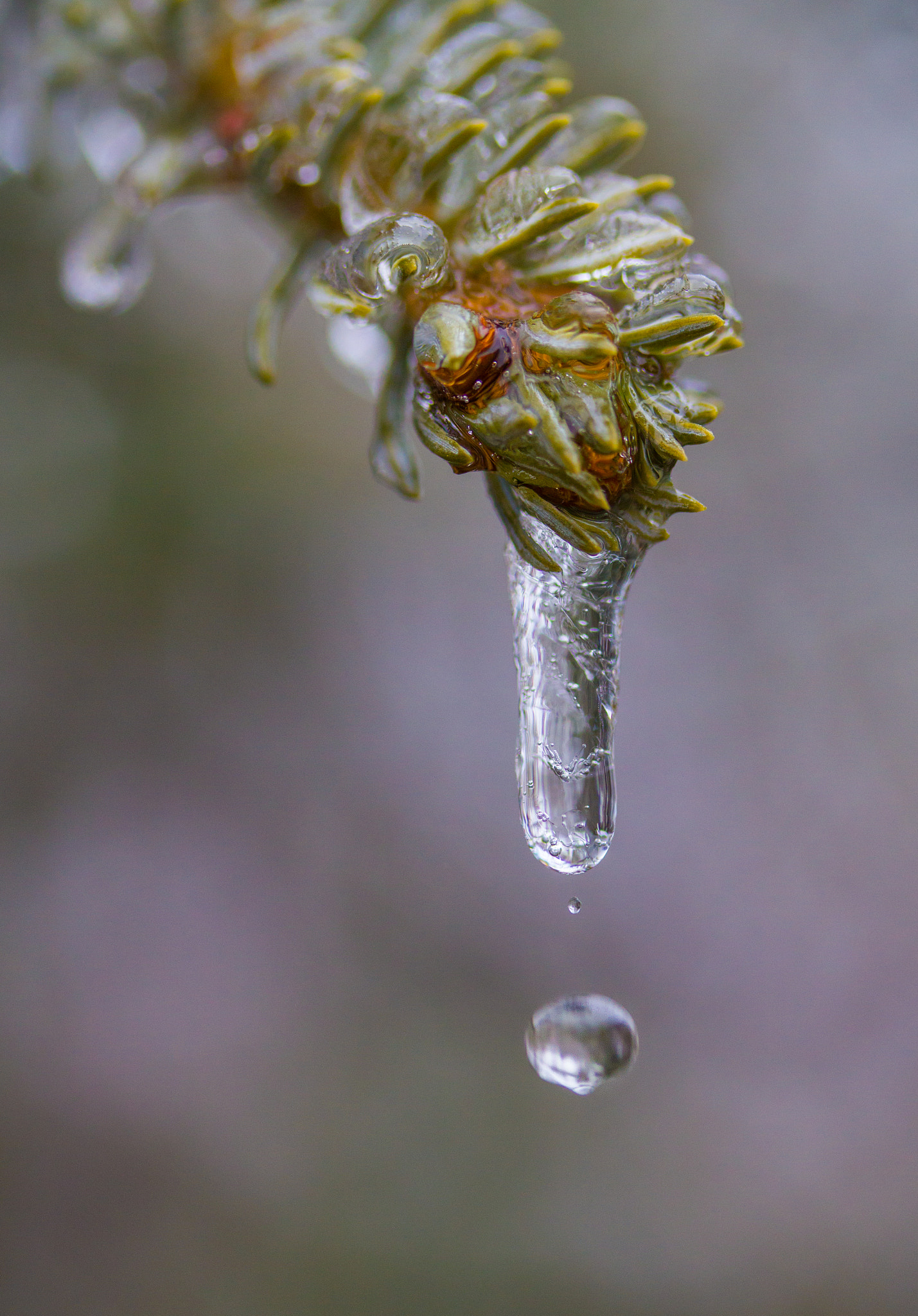 Canon EF-S 60mm F2.8 Macro USM sample photo. Dripping ice photography