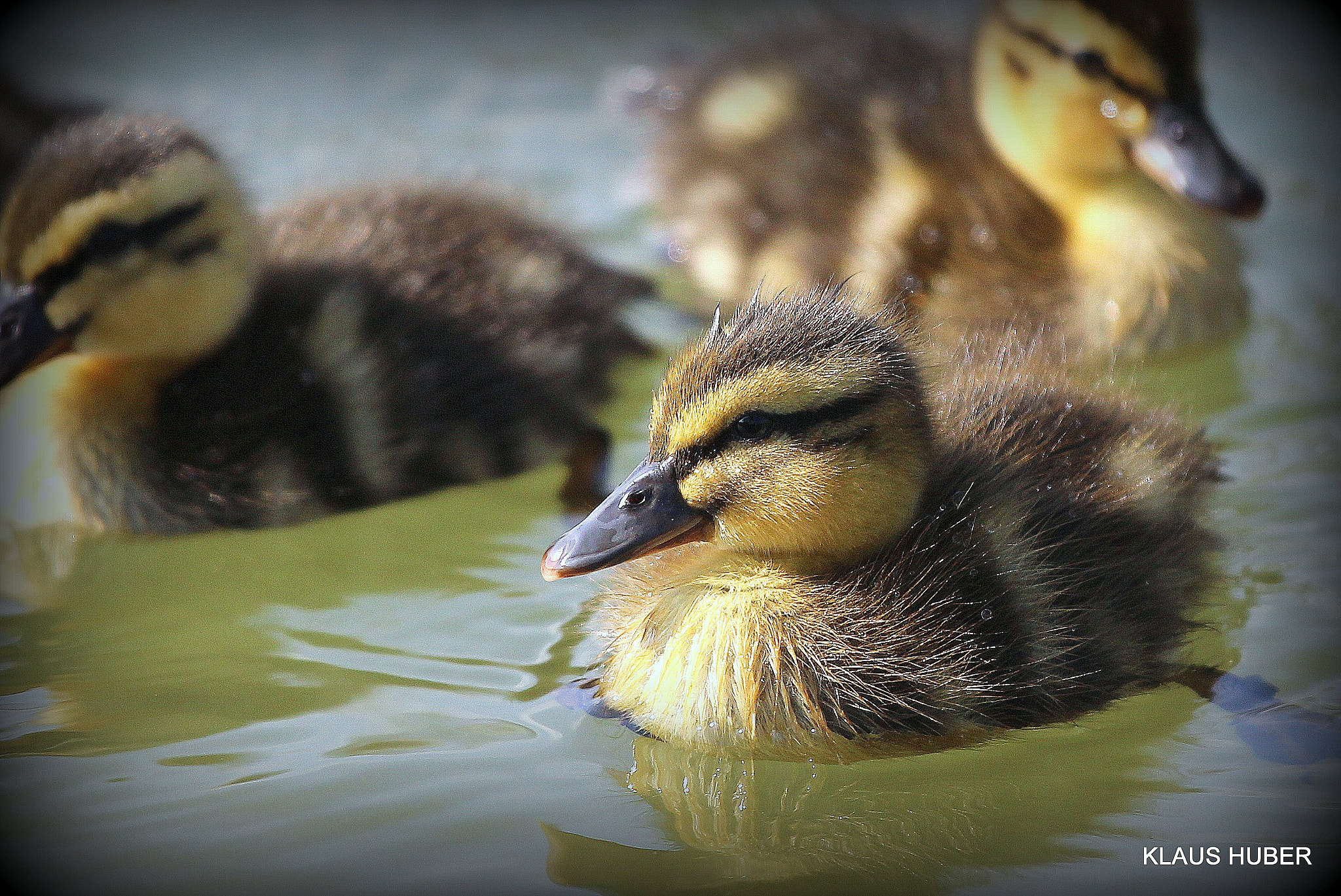 Canon EOS 600D (Rebel EOS T3i / EOS Kiss X5) sample photo. Young duck 1 photography