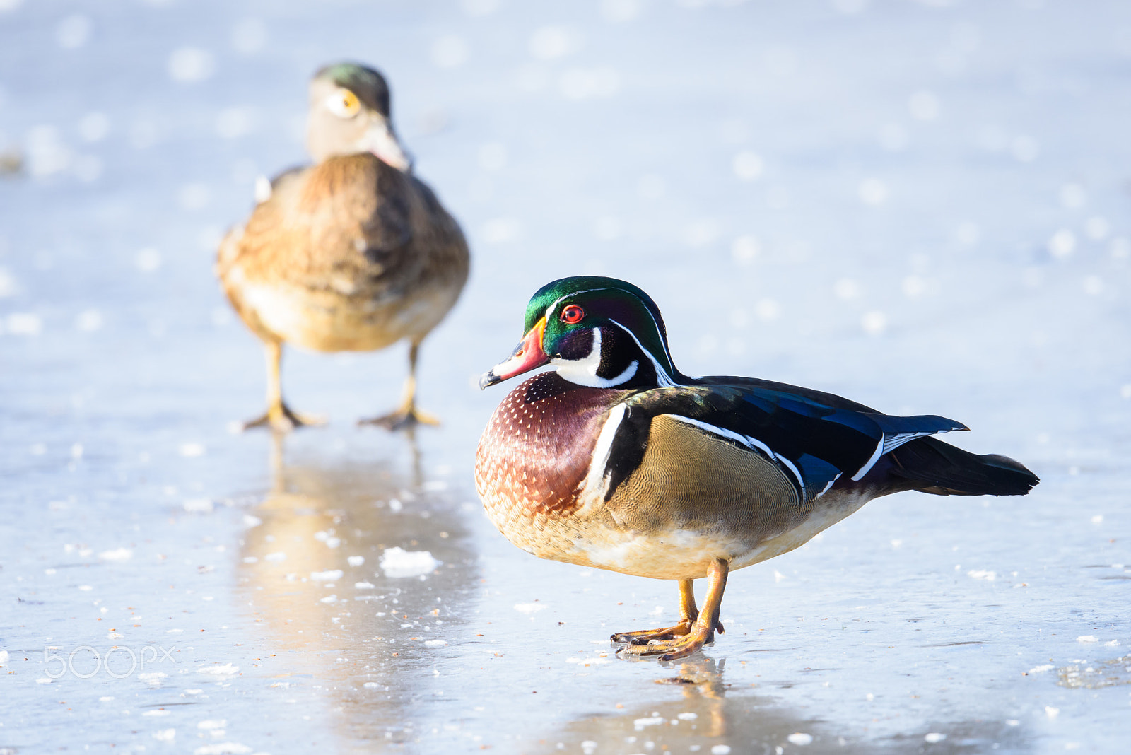 Nikon AF-S Nikkor 500mm F4E FL ED VR sample photo. Wood ducks on ice photography