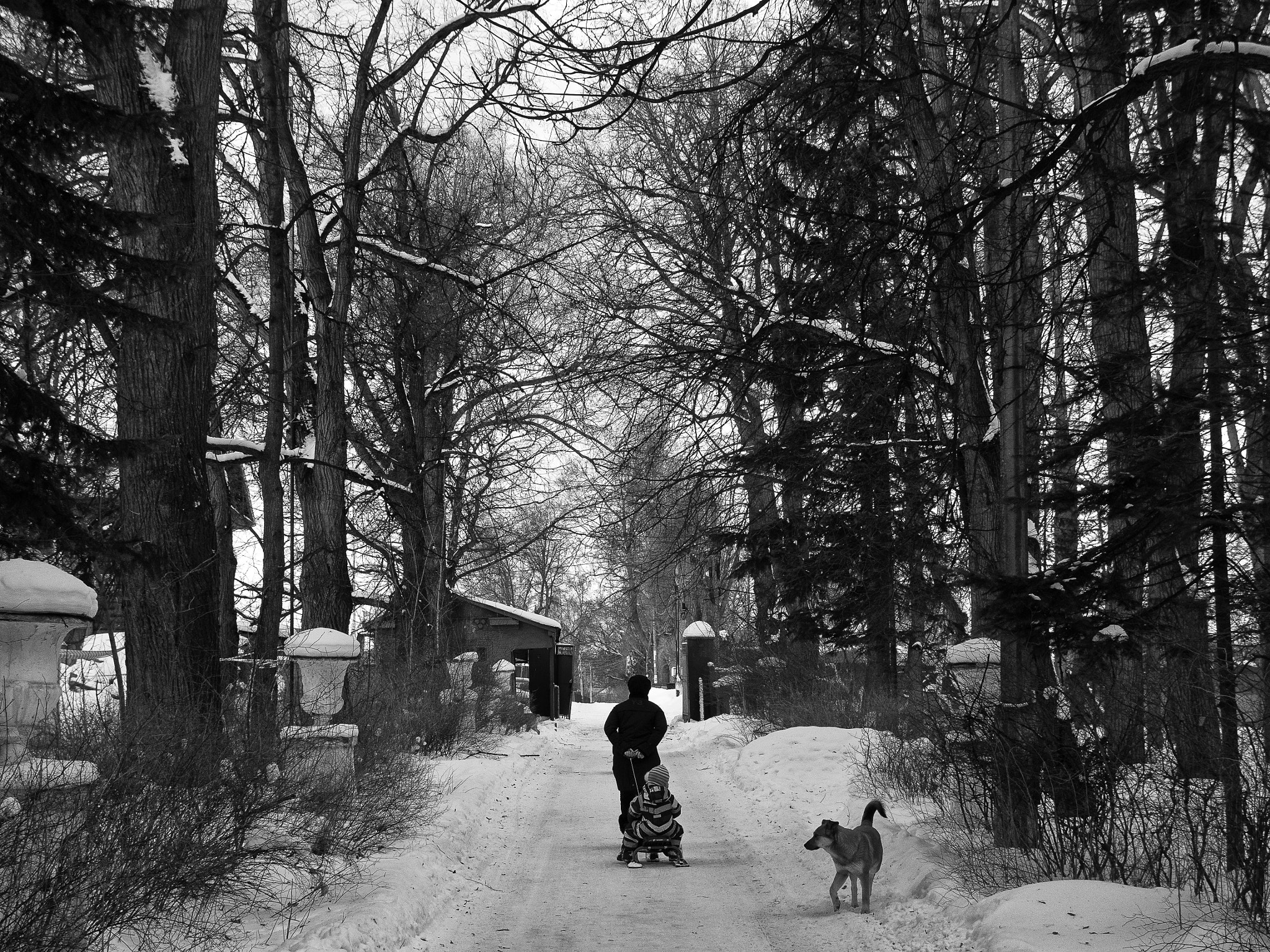 SIGMA 18-50mm F2.8 DC sample photo. Russian winter in bykovo photography