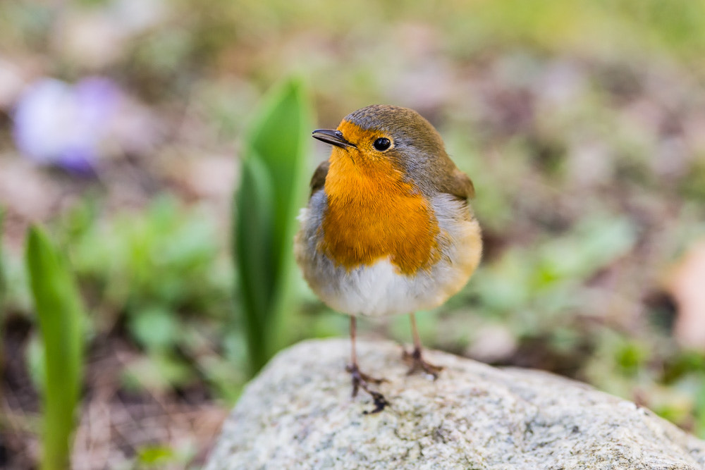 Canon EOS 6D sample photo. European robin, erithacus rubecula photography