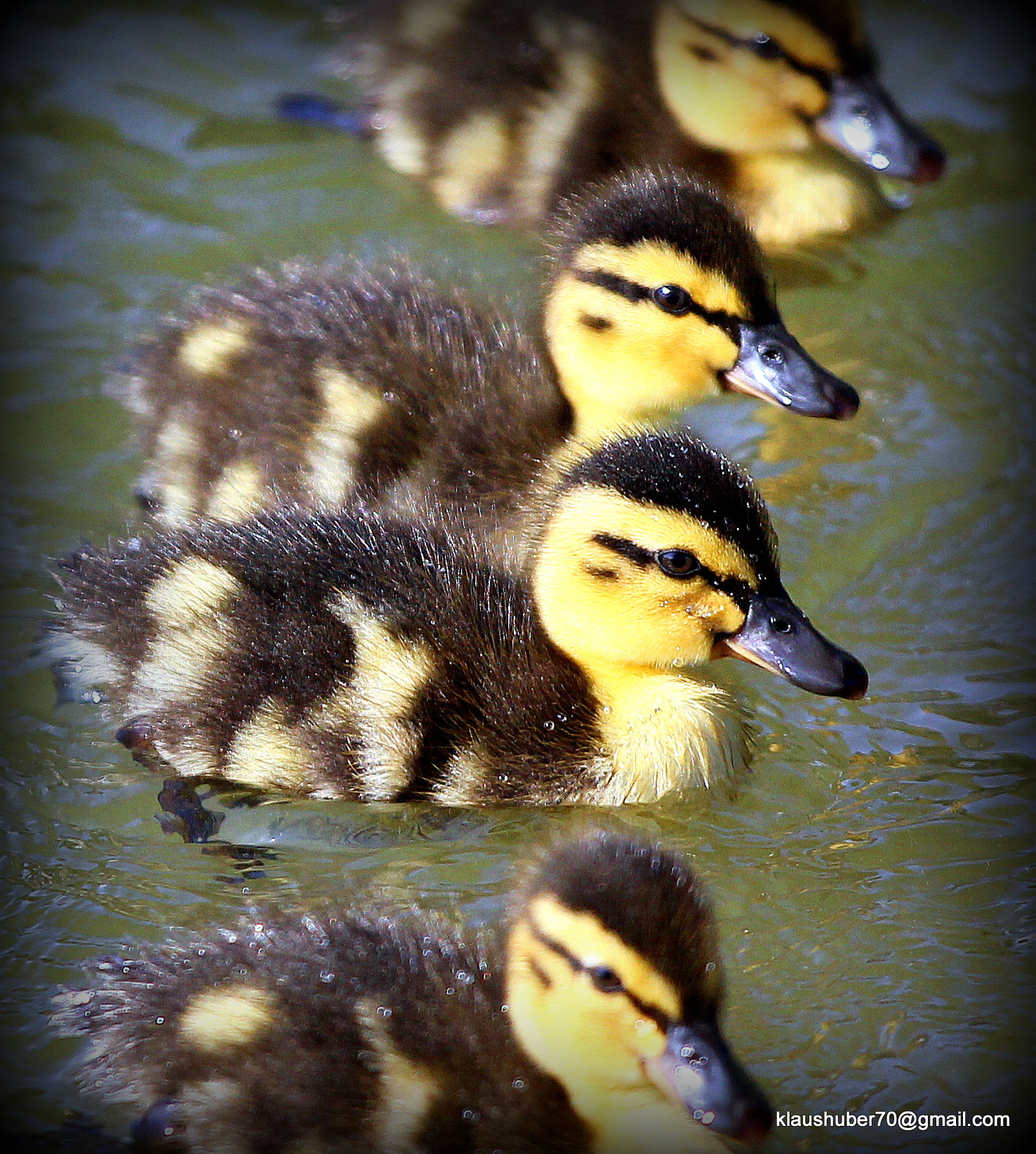 Canon EOS 600D (Rebel EOS T3i / EOS Kiss X5) + Canon EF 70-200mm F4L IS USM sample photo. Young duck 2 photography