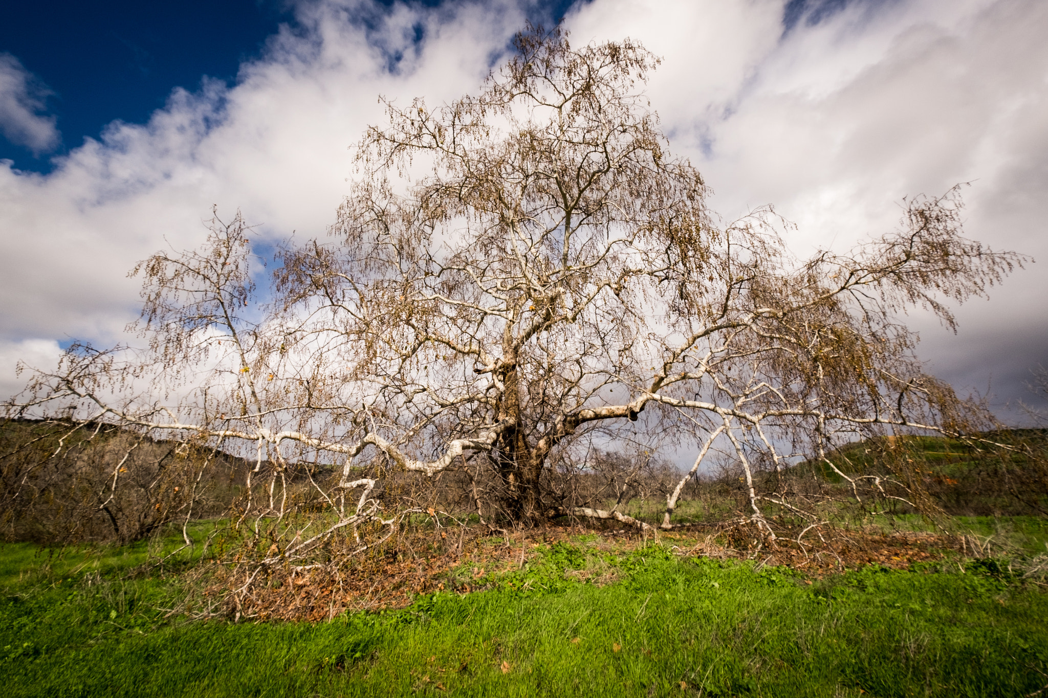 Fujifilm X-T10 + Fujifilm XF 10-24mm F4 R OIS sample photo. Beautiful bonsall photography