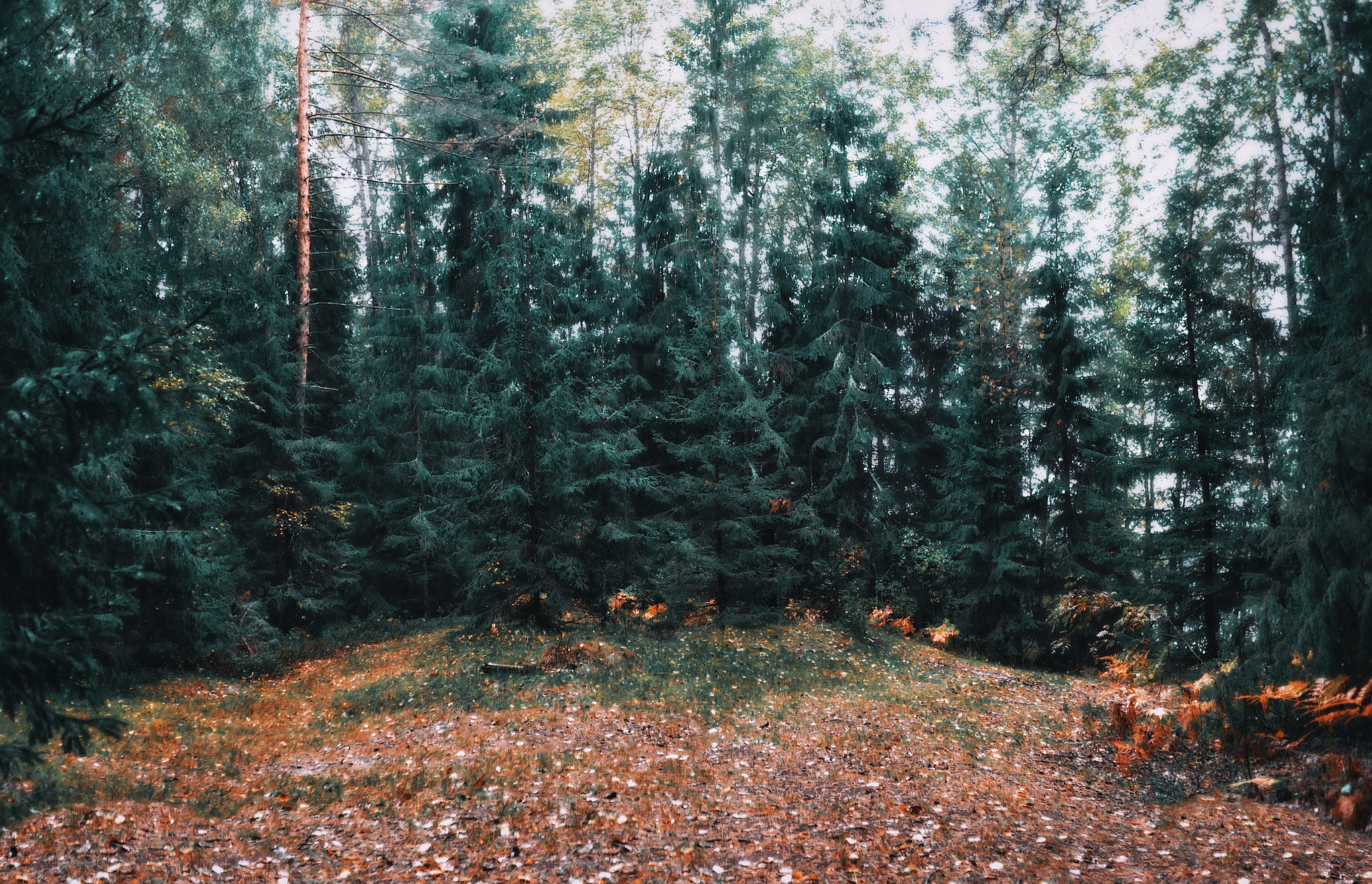 Nikon D700 + Nikon AF Nikkor 28mm F2.8D sample photo. On the edge of the forest photography