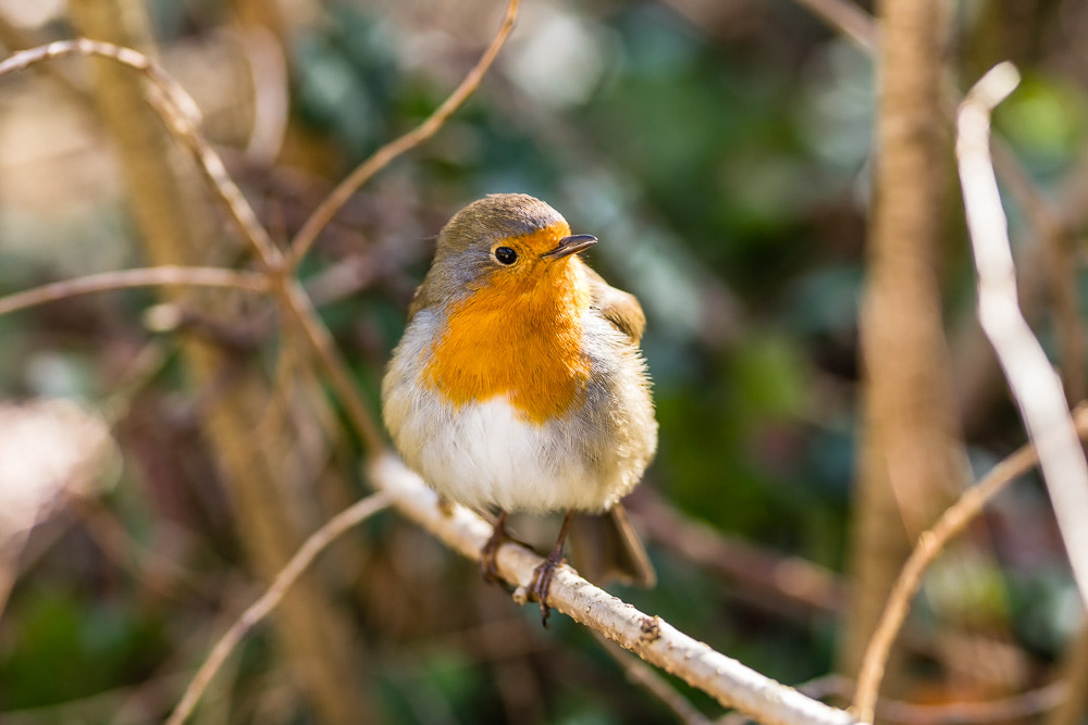 Canon EOS 6D + Sigma 105mm F2.8 EX DG Macro sample photo. European robin, erithacus rubecula photography