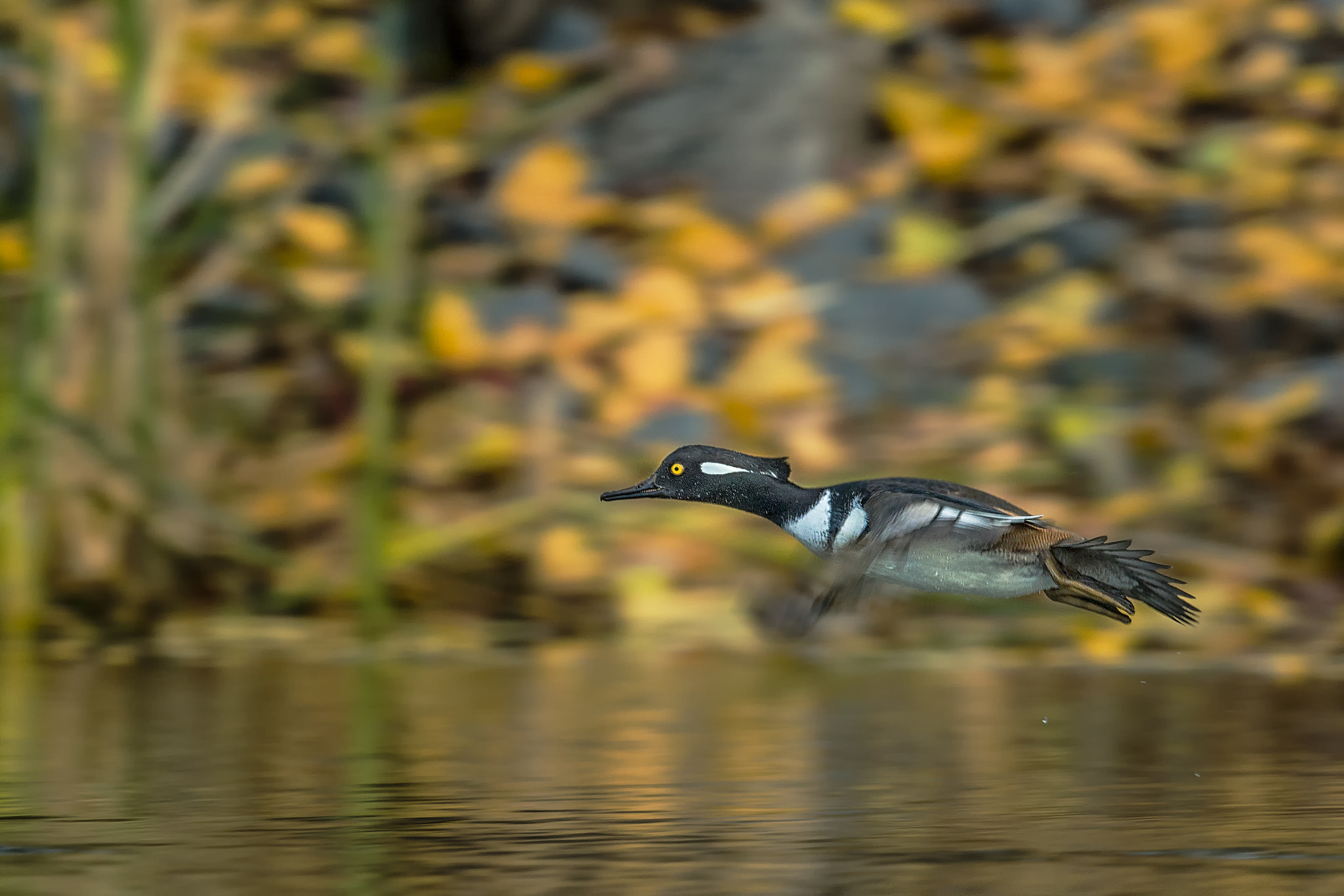 Nikon D500 sample photo. Hooded merganser (harle couronné) photography