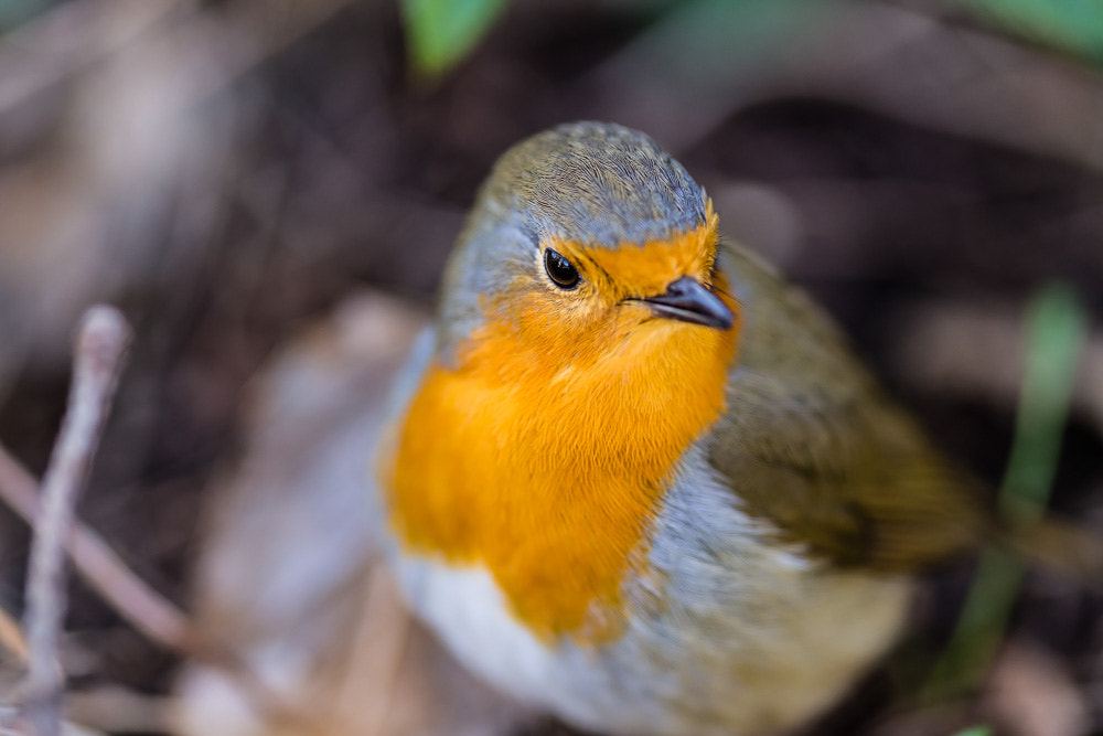 Canon EOS 6D + Sigma 105mm F2.8 EX DG Macro sample photo. European robin, erithacus rubecula photography