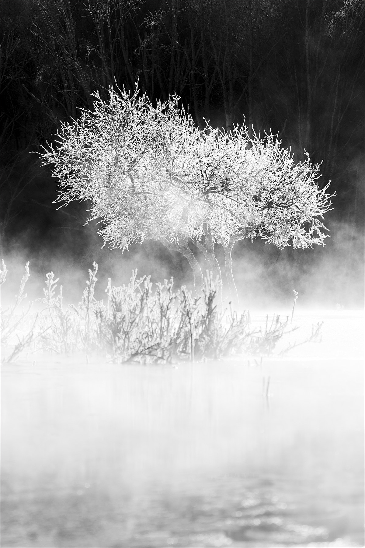 Canon EF 100-400mm F4.5-5.6L IS USM sample photo. Winter tree photography