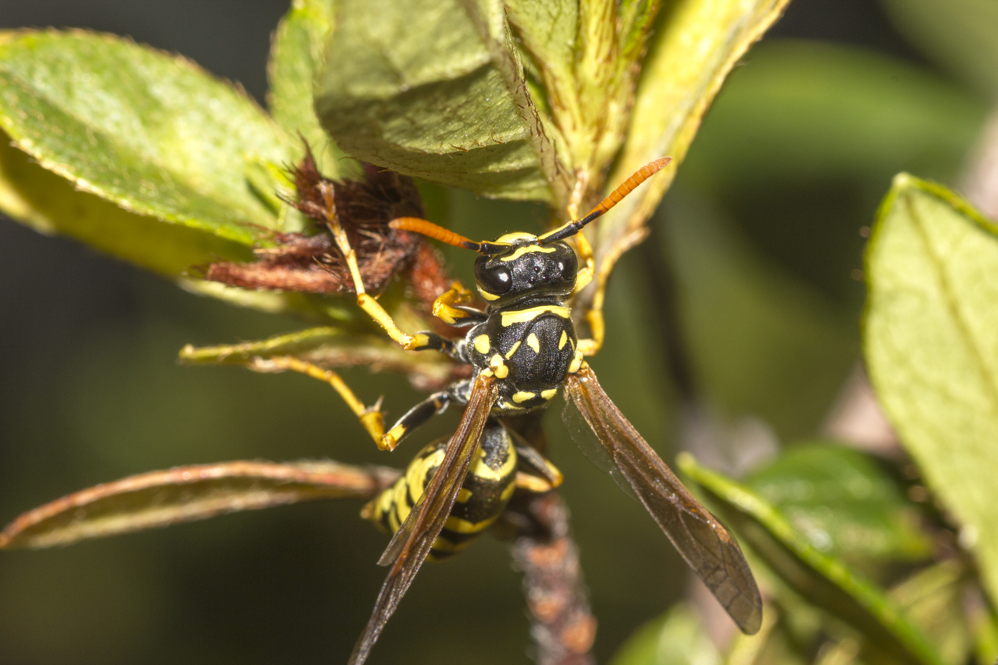 Canon EOS 550D (EOS Rebel T2i / EOS Kiss X4) + Tamron SP AF 90mm F2.8 Di Macro sample photo. Wasp photography