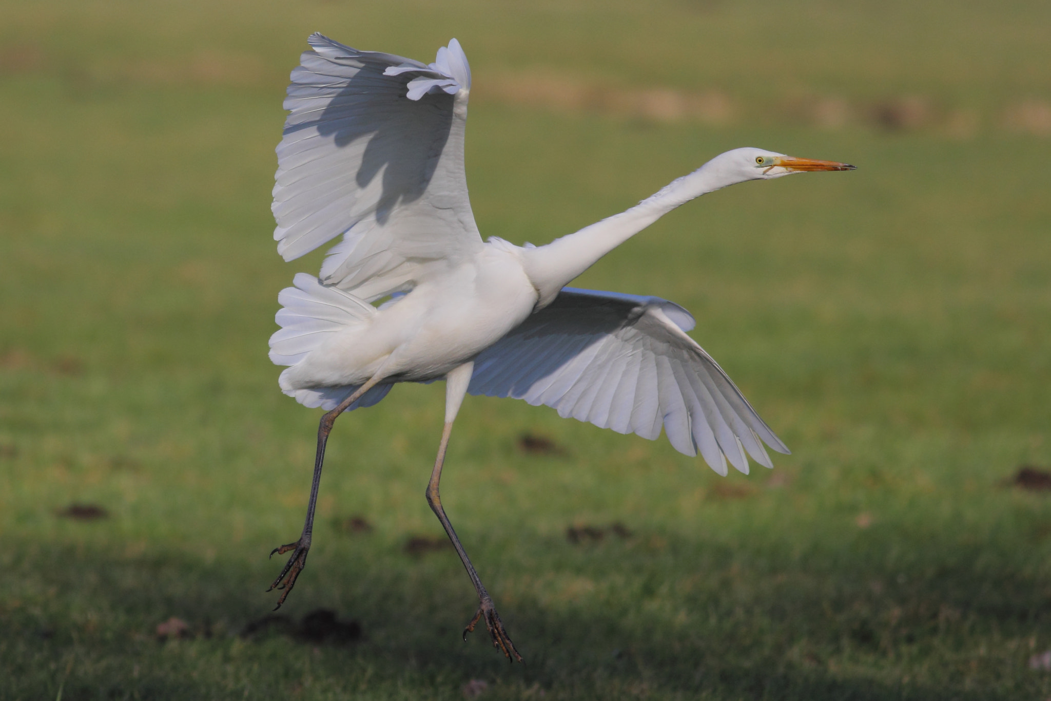 Canon EOS 60D + Canon EF 400mm F5.6L USM sample photo. Great egret in winter. photography