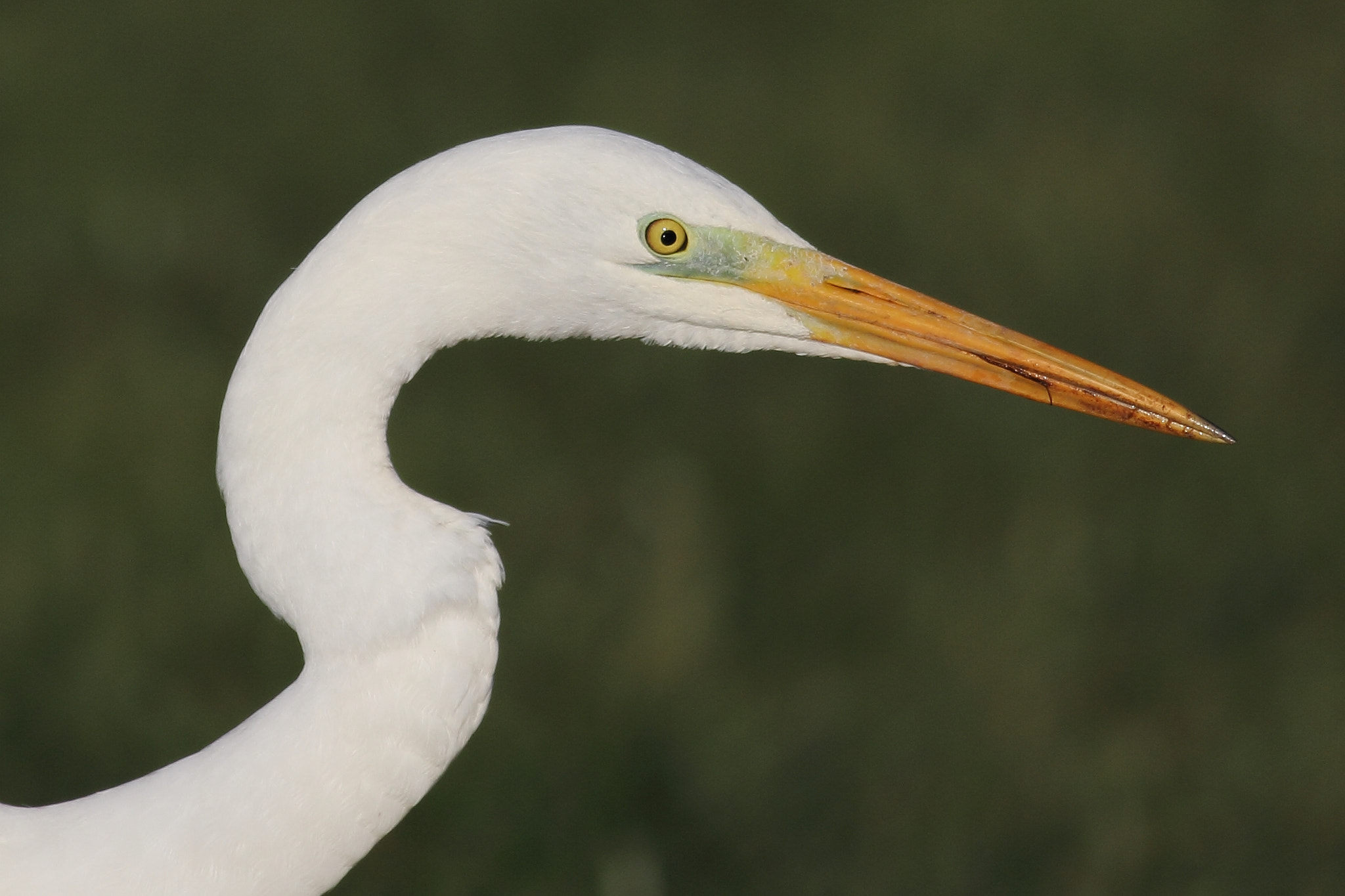 Canon EF 400mm F5.6L USM sample photo. Great egret in winter. photography