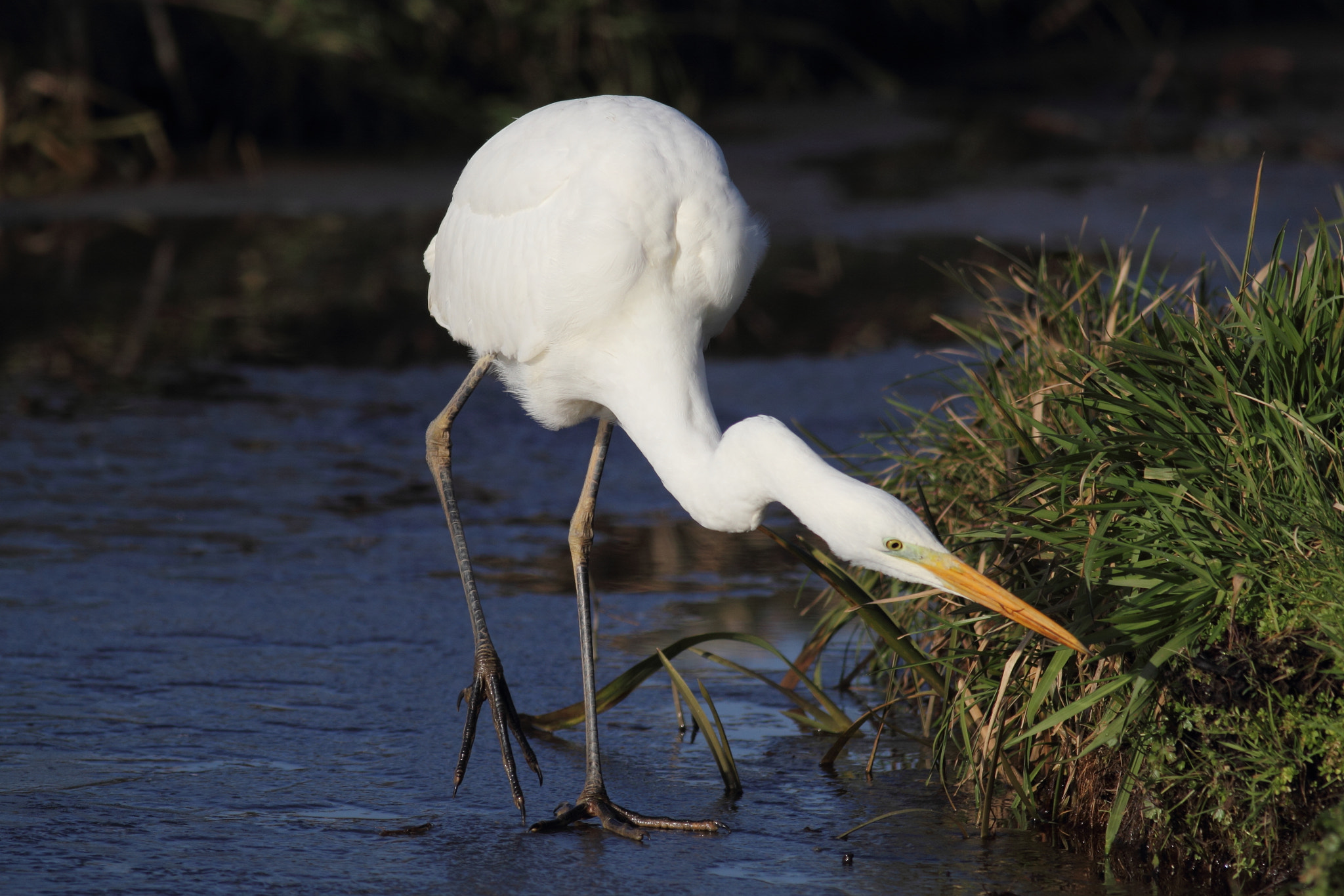 Canon EOS 60D sample photo. Great egret in winter. photography