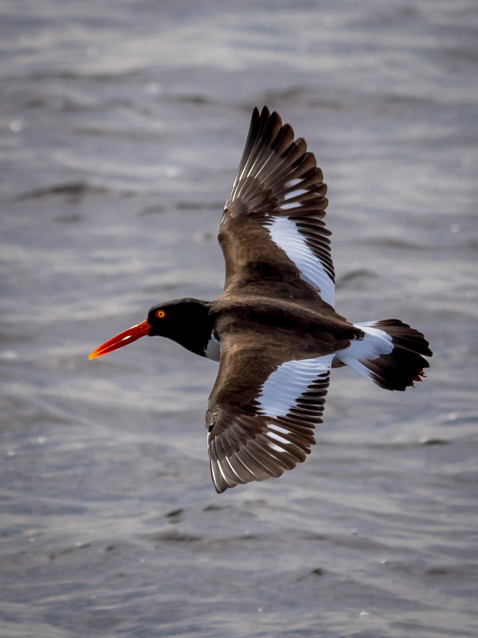 Canon EF 70-300mm F4-5.6 IS USM sample photo. Oystercatcher in flight photography