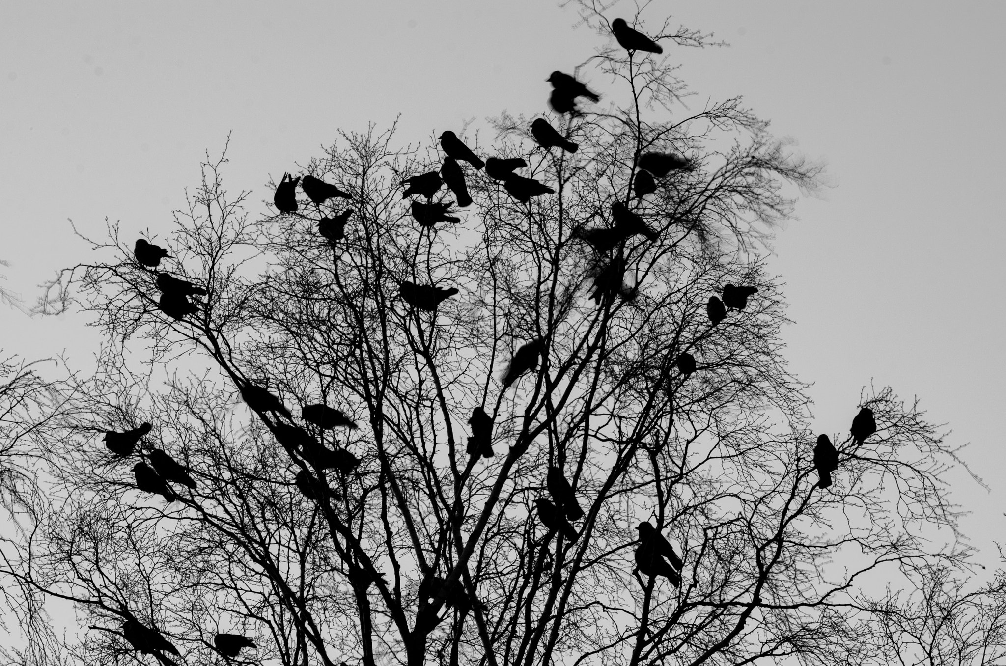Tamron SP 70-200mm F2.8 Di VC USD sample photo. The birds photography