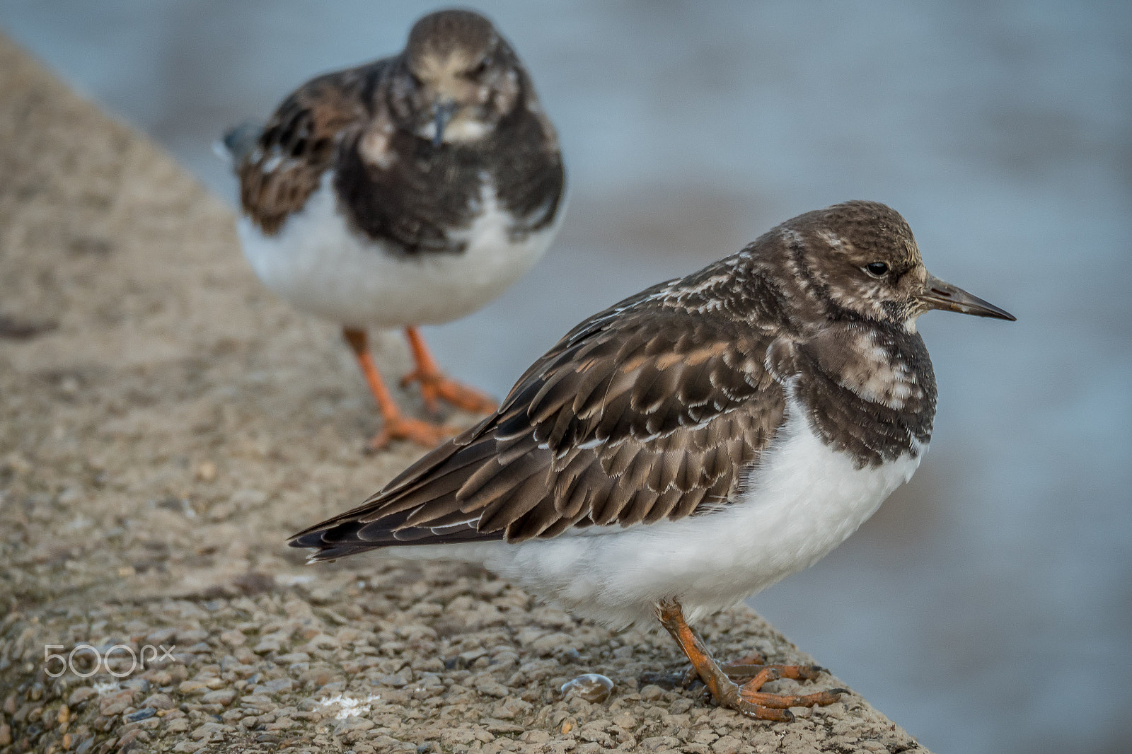 Olympus OM-D E-M5 II sample photo. River birds photography