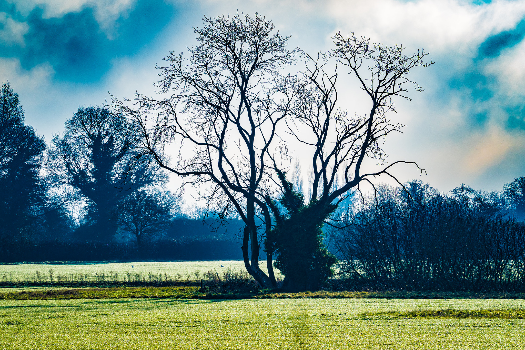 Olympus OM-D E-M5 II sample photo. Skeletal tree photography
