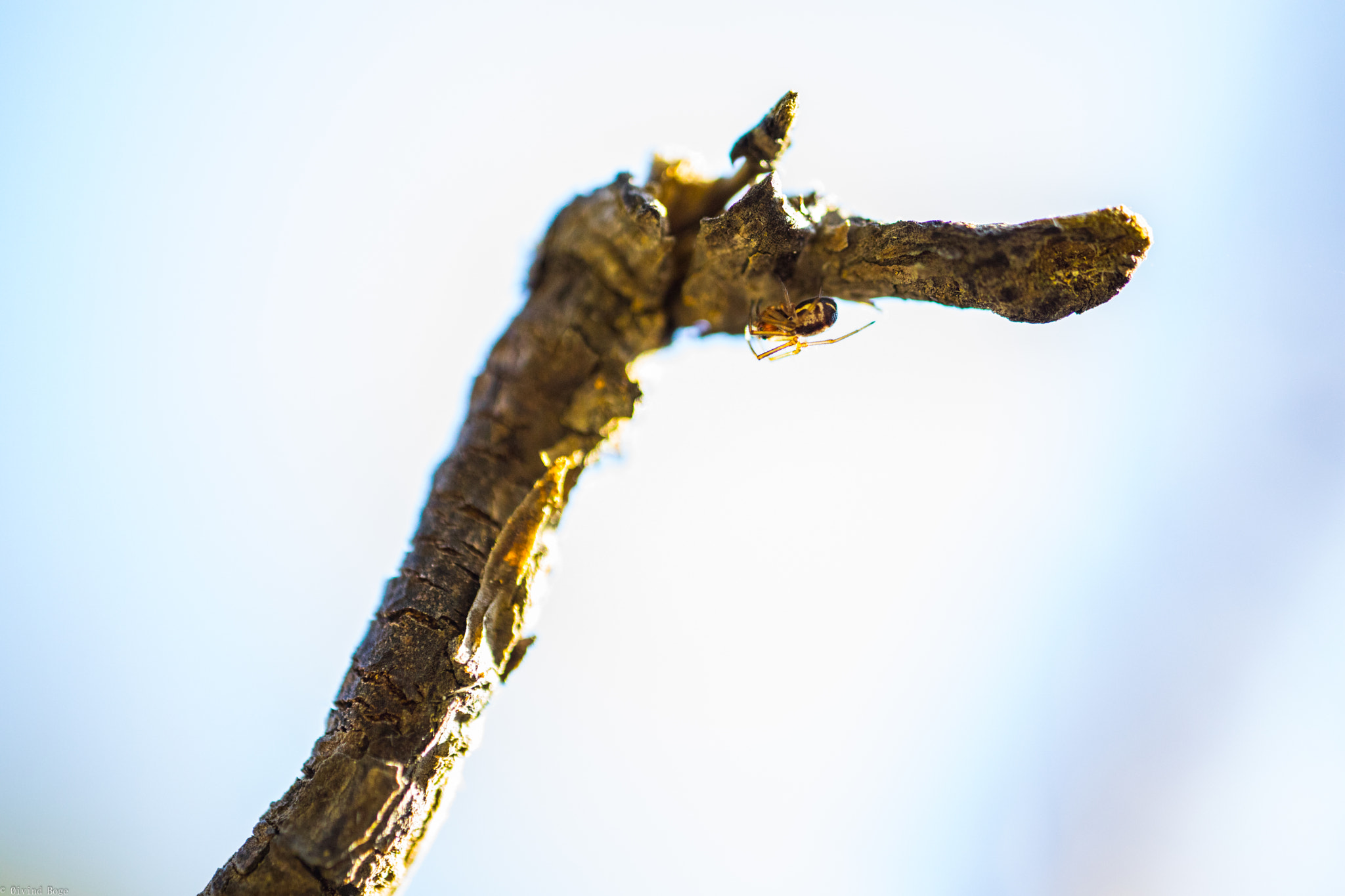 Canon MP-E 65mm F2.5 1-5x Macro Photo sample photo. Spider below photography