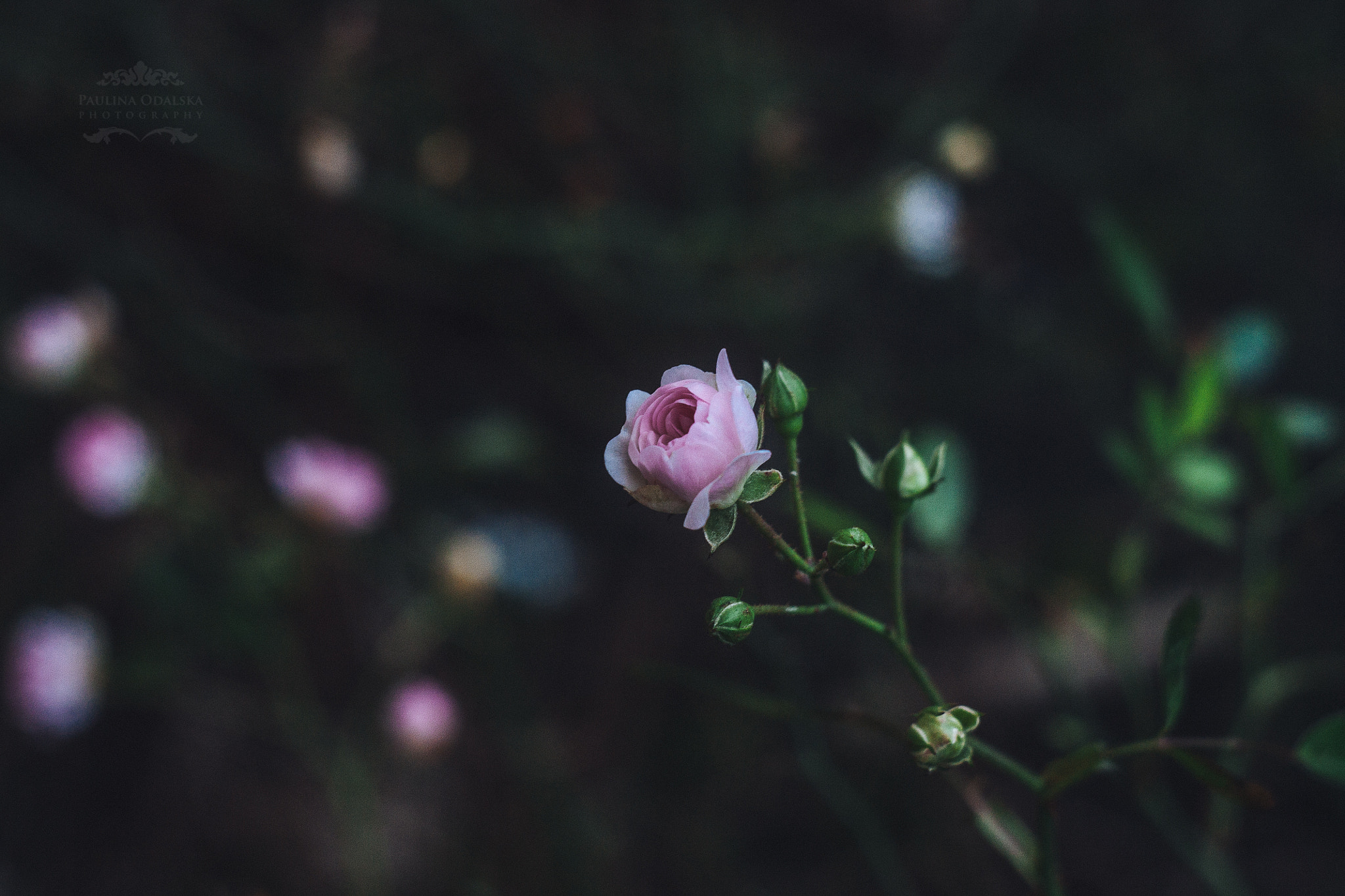 Canon EF 35-80mm f/4-5.6 sample photo. Rose photography