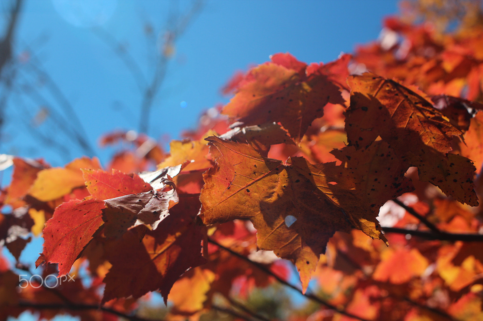 Canon EOS 600D (Rebel EOS T3i / EOS Kiss X5) sample photo. Maine photography