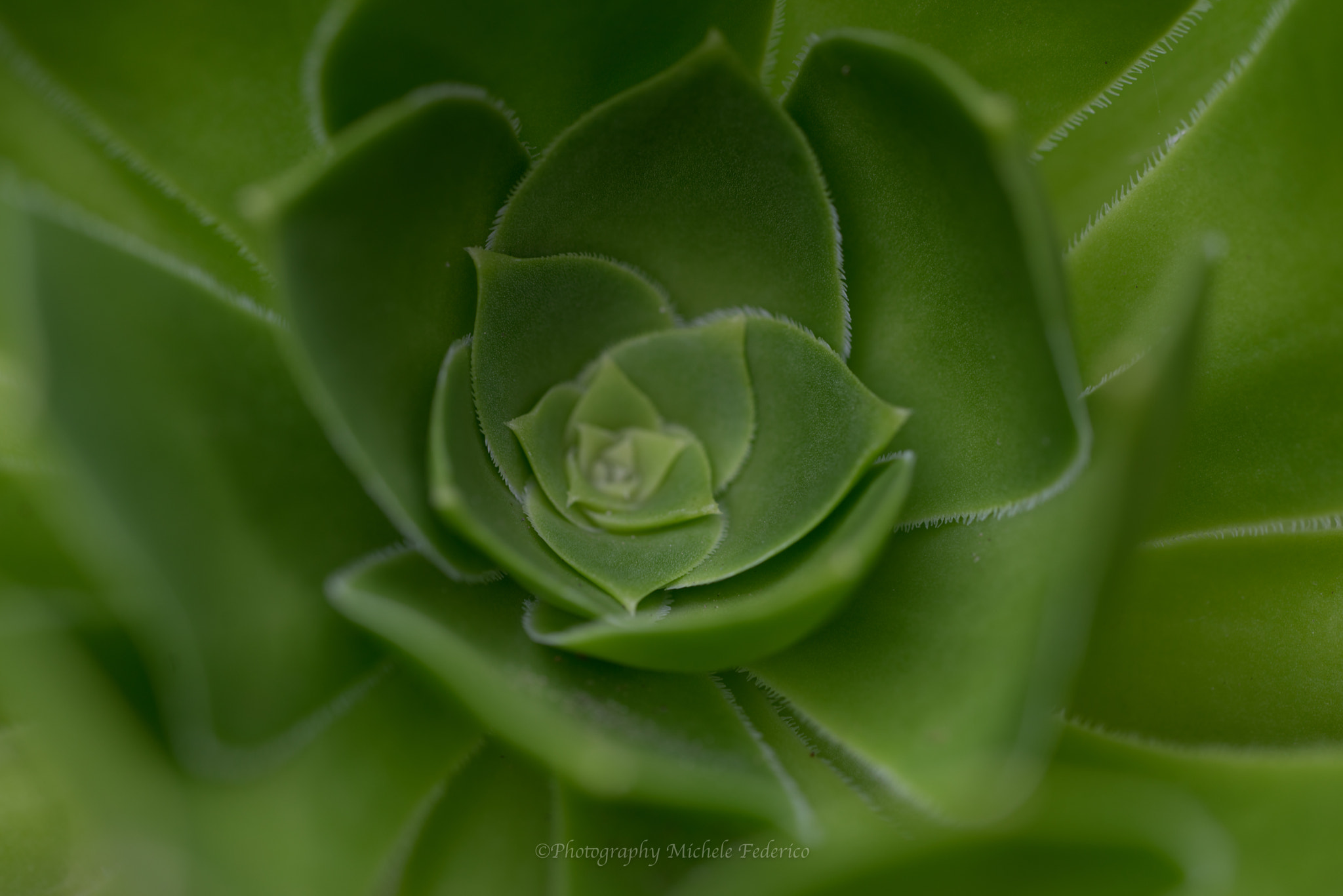 Sony a7R + Sony FE 90mm F2.8 Macro G OSS sample photo. Dsc photography