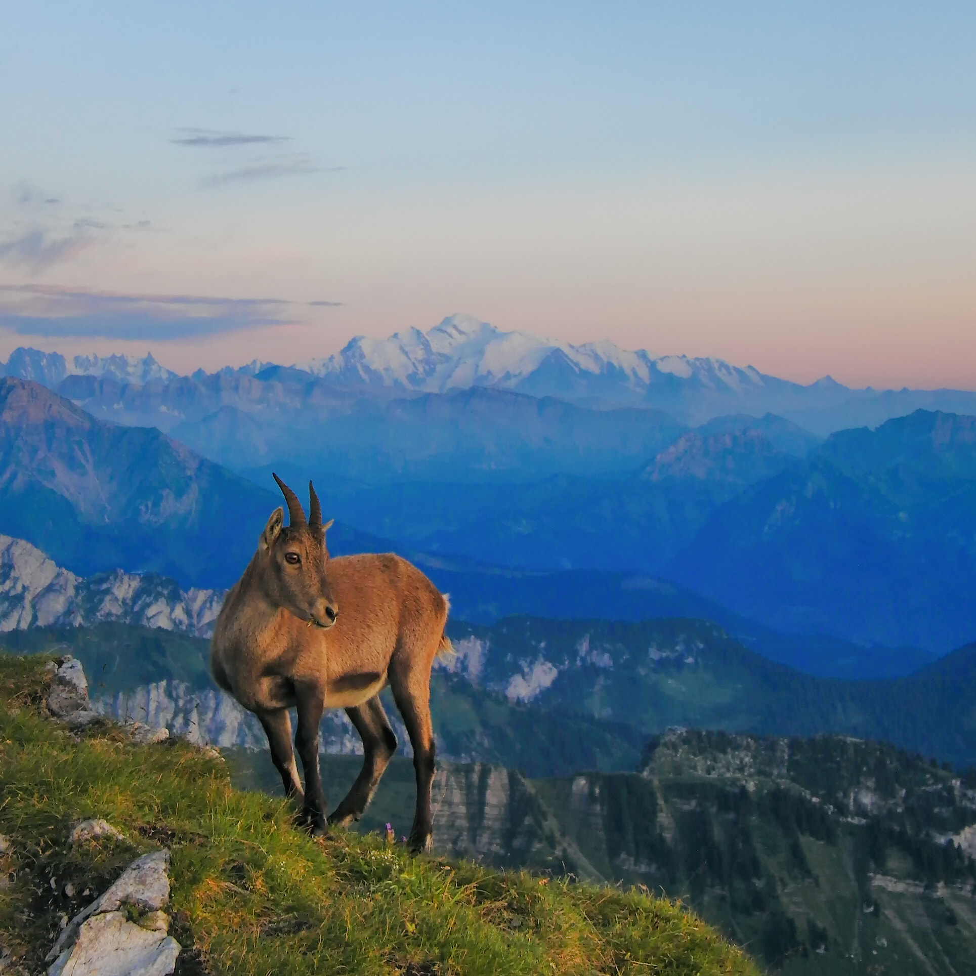 CASIO EX-F1 sample photo. Ibex looking at the sunset with mont blanc photography