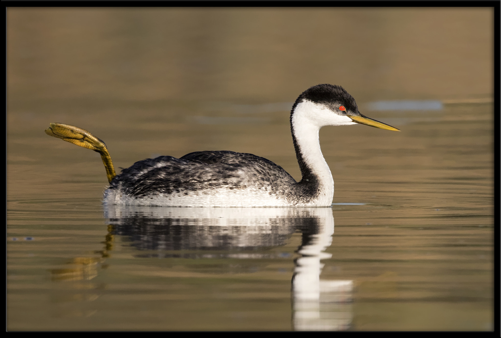 Canon EF 500mm F4L IS II USM sample photo. Western grebe photography